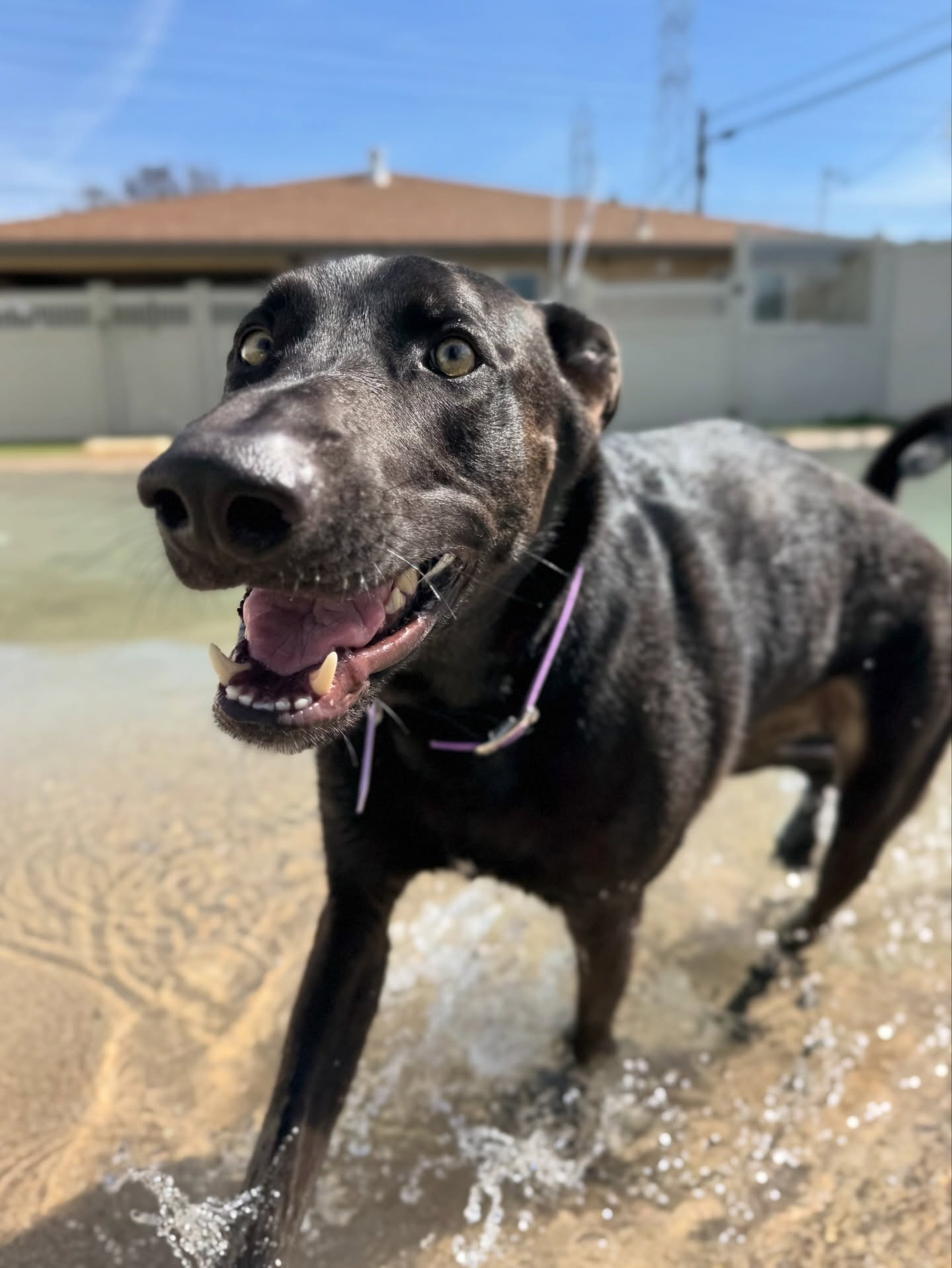 Friday the 13th… 👀
but the only thing spooky here is how dangerously cute these pups are! 🐾
Here’s your weekly daycare photo dump!