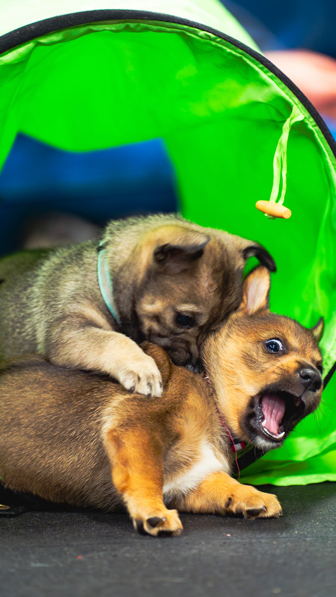 🐾 New dog? Start here 👇🏽
These are the 5 foundational training tools we focus on in the first 6 weeks with any dog, no matter their age:
✨ The “Wait” command
✨ The “Leave it” command
✨ Rewarding attention
✨ Nose work for mental enrichment
✨ Fun trick training
Simple, effective, and relationship-building. 💛 These basics create a strong foundation that makes everything else in training easier and more enjoyable for both you and your pup.
Want help getting started? Join one of our classes today, we’ve got you covered! 🐶✨
🔗 www.CascadePetCamp.com
📲 (541) 354-2267
📍3085 Lower Mill Dr
Hood River, OR 97031
#dogtraining #dogboarding #puppytraining