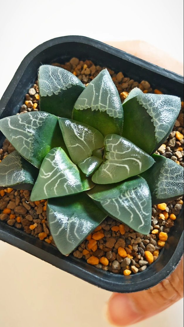Haworthia Correcta Seed grown
Beautiful clean glossy windows with good white line patterns, will almost certainly have good future prospect as it age.
#haworthia #haworthiacorrecta #haworthialover #haworthiacollection
#ハオルチア haworthia