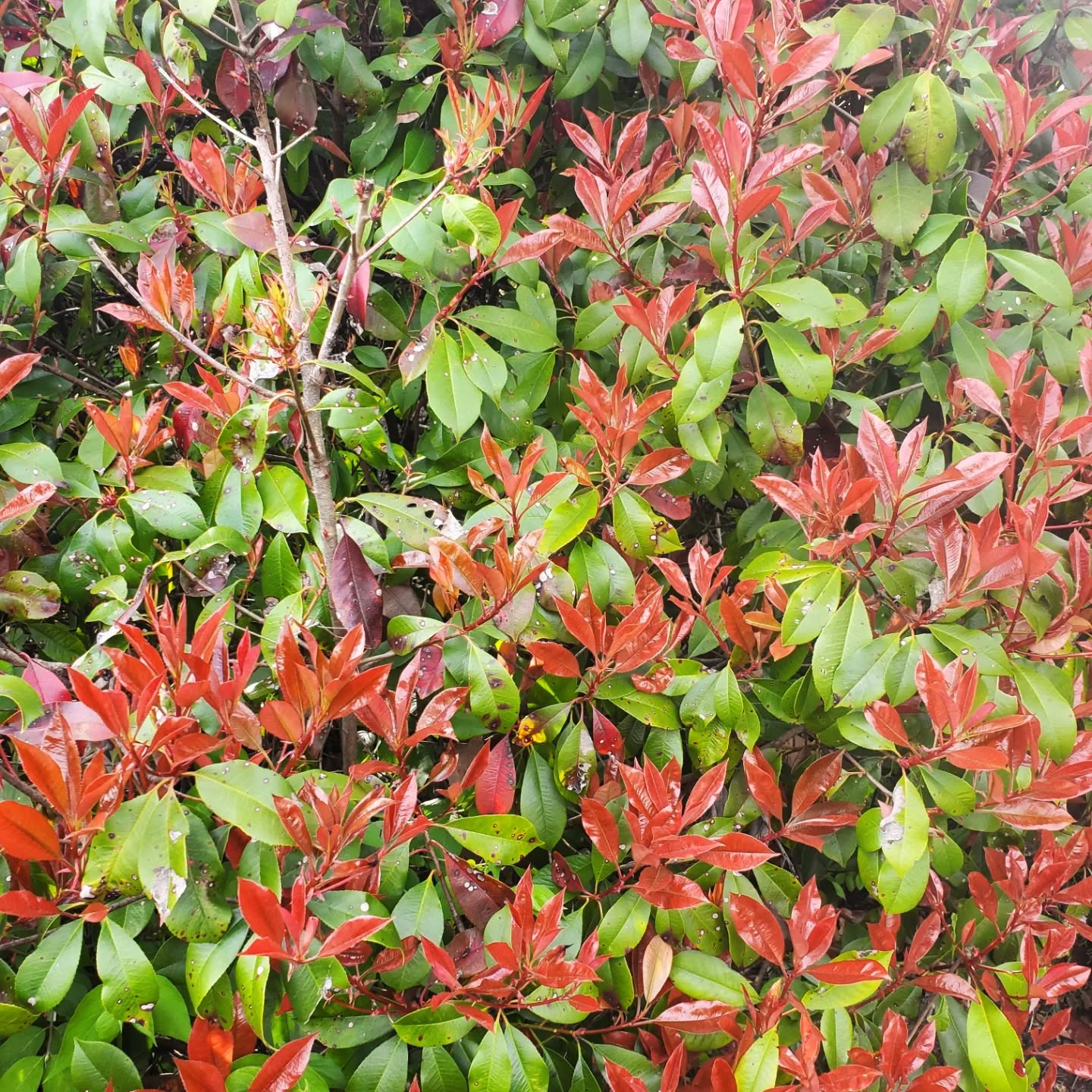 The peiris at Wendy's is looking π₯π₯π₯ and ready to explode with tendrils of little white flowers.
Seriously, this is at the local Wendy's near my house, on a crazy busy street.
These are awesomely hardy plants, great for trouble spots in your landscape.
#landscapedesign #landscape #landscaping #virtualdesign #outdoorspace #outdoor #getoutside #gardening #gardeninspiration #gardenplanning #womanownedbusiness #bloom #castironlandscape #setitandforgetit #lowmaintenance #beautiful #takeabreak #kids #fresh #cancersurvivor #hodgkinslymphoma #motorcycle #selfcarematters #petfriendly #runner #running #pittsburgh #landscapearchitect #tattoo