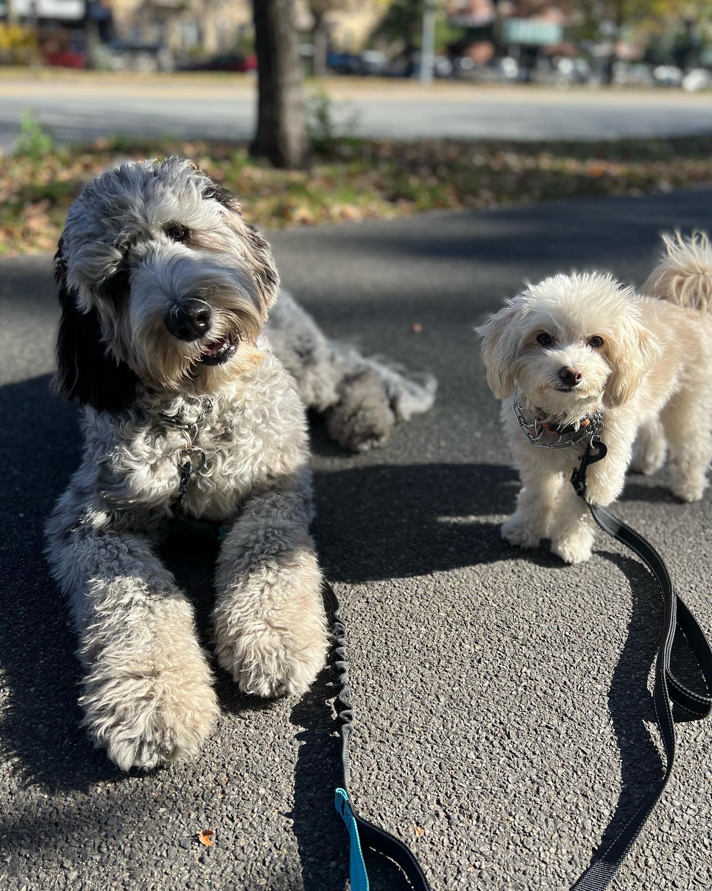 It’s The Head Tilt For Me 😍Totoro y Leche ❤️ #houndboundfamily #houndbound #houndboundnyc #dogs #doglover #dogwalking #dogwalker #dogwalkernyc #dogsitter #pets #petsitter #petsitting #nycpetsitter #brooklyn #crownheightsbrooklyn #bedstuy #bedfordstuyvesant #parkslopebrooklyn #southslope #downtownbrooklyn #fortgreene #flatbush #prospectparkwest #prospectleffertsgardens #kensingtonbrooklyn#prospectparkbrooklyn#bushwick#williamsburg