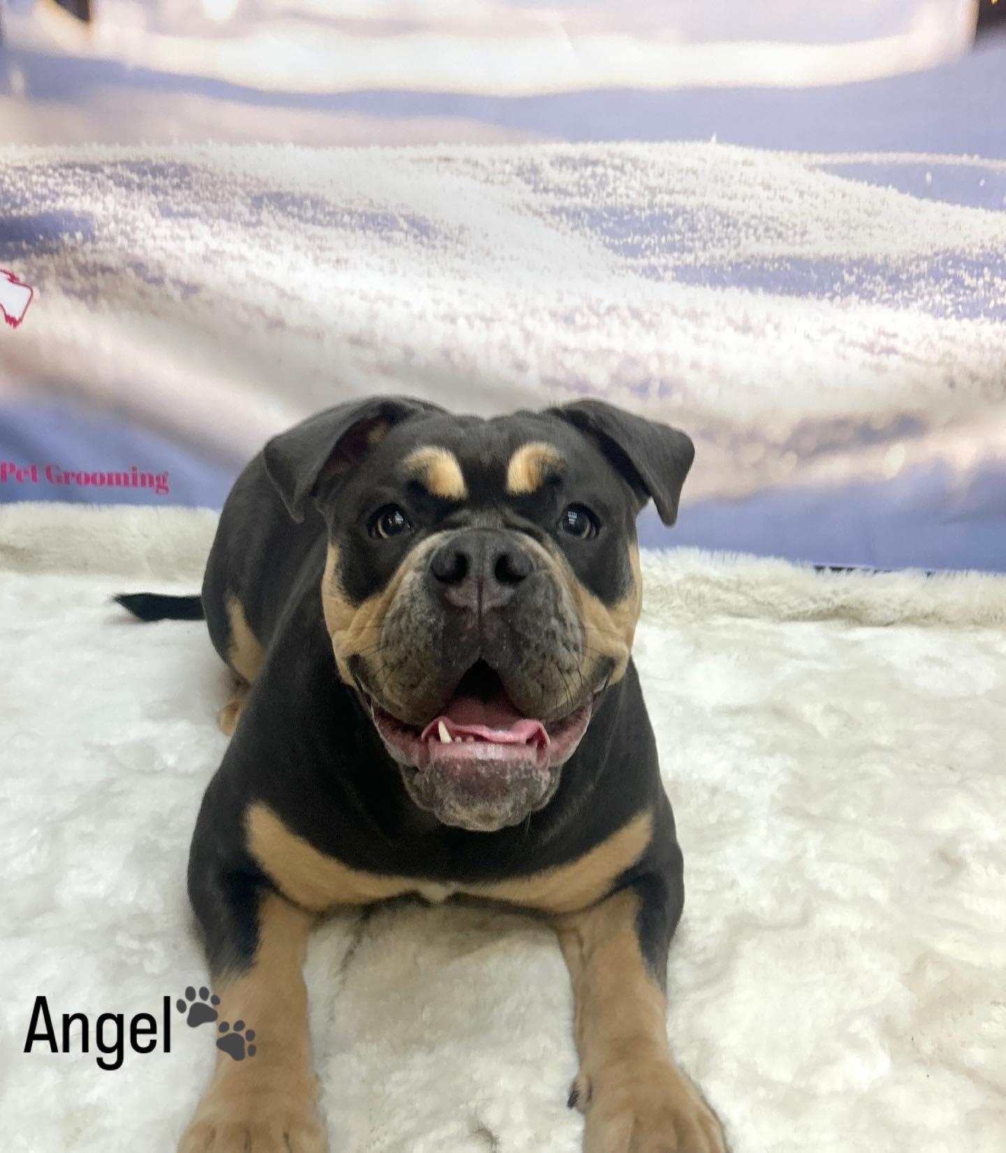 18/03/26 these three came in for a spa day and absolutely loved it, food, treats and kisses all around🐾✨🐶😁
#cute #germanshepherd #bulldog #jackrussle #foryou