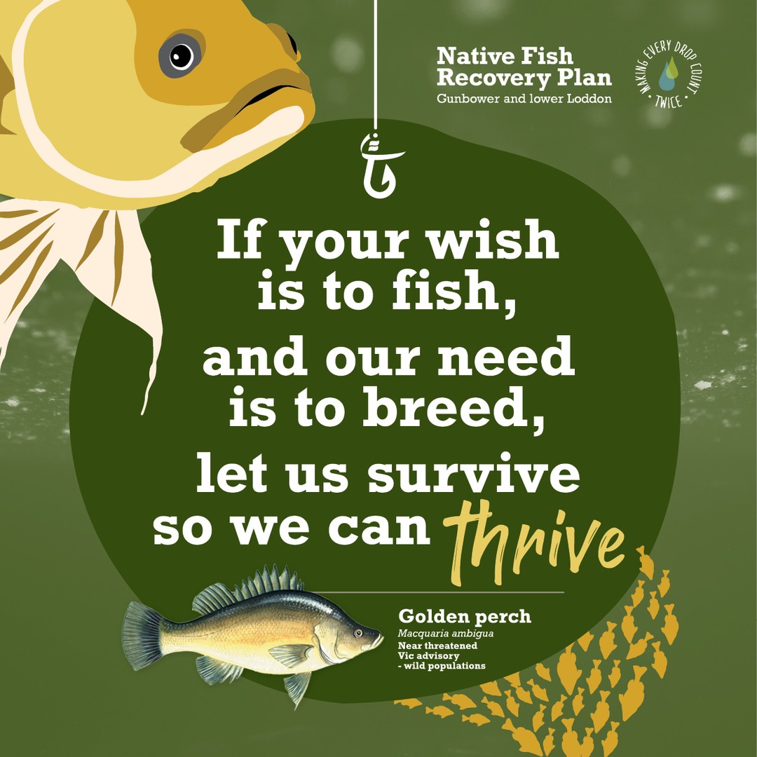 A few snippets from a recent series of graphics I designed as part of the Native Fish Recovery Plan. This messaging was created to assist the North Central CMA to deter fishing near weirs and fishway structures, by educating communities on how they work, why they are there, and about the breeding cycle of popular targeted native species such as the Golden perch.
Education is key for creating a thriving and sustainable recreational fishing industry, as well as healthy waterways for everyone to enjoy.
#redmulletcreative #northcentralcma #nativefishrecoveryplan #murrayriver #murraydarlingbasin #enrivonmentalgraphicdesign #bepartofthesolution #environmentalsignage #graphicdesign #greengraphicdesign