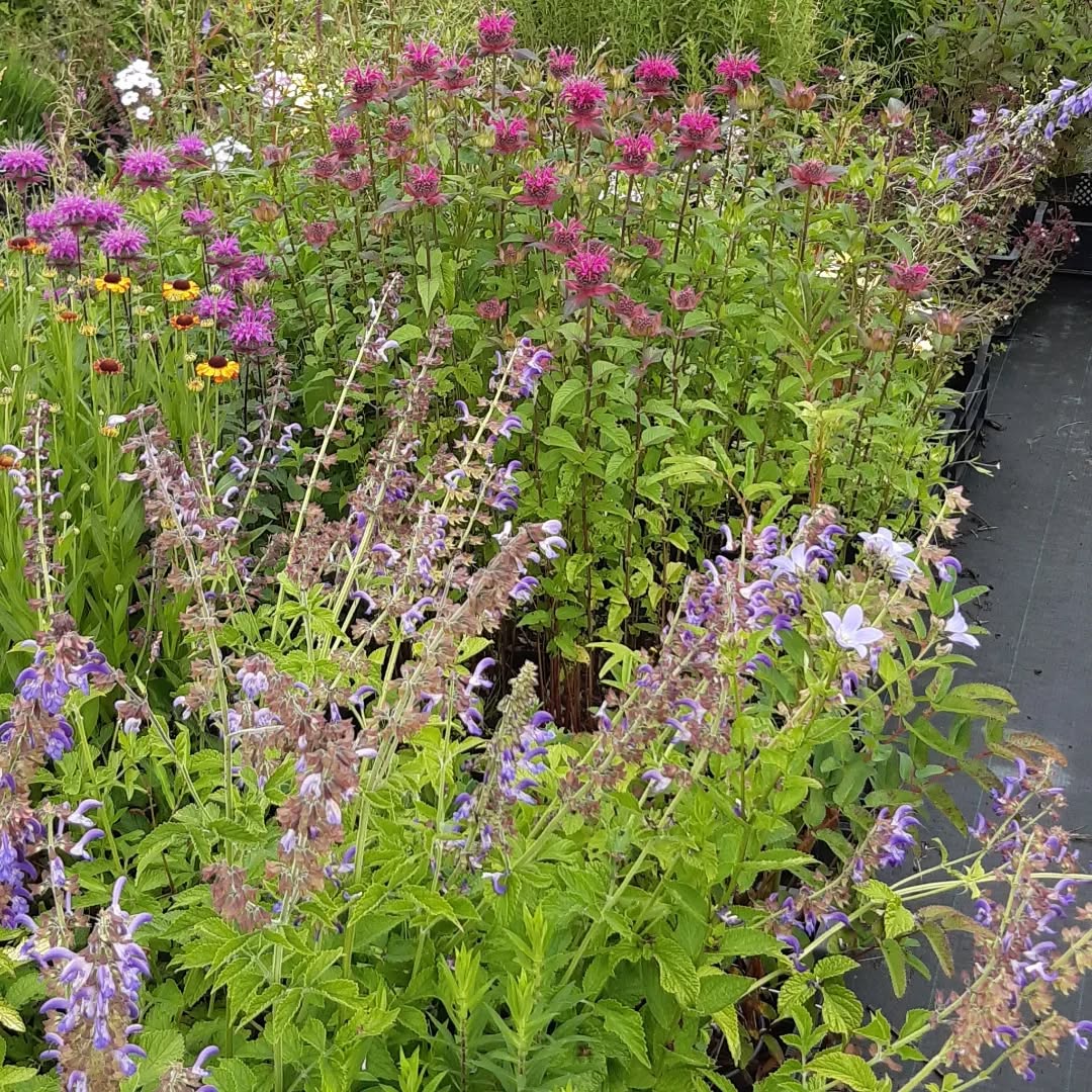 Superleuke en leerzame workshop plantencombineren gevolgd met de Tuinontwerpersgroep. #kennisdelenmetpassie #kwekerijmarceldewagt
#sterkeplanten #geurendeplanten