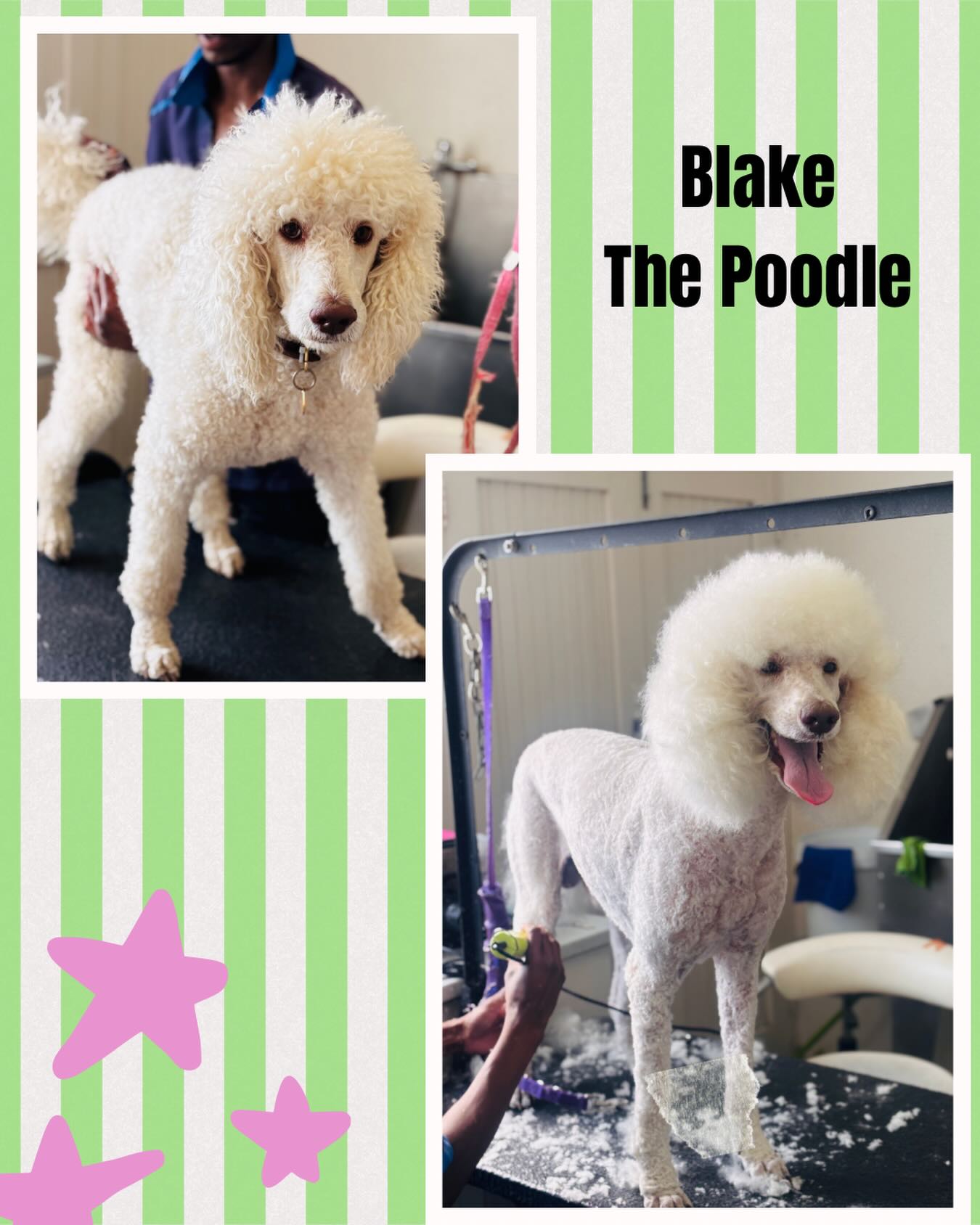 • Blake The Poodle
#frenchpoodles
#groomingparlour
#poodlesofsouthafrica
#bryanstondogpark