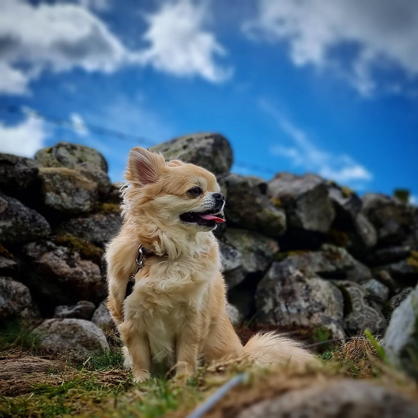 New Additon - Teddy
#welcome #teddy #chihuahua #chihuahuasofinstagram #instachihuahua #chihuahuas #chihuahualove #smalldog #dogsofinstagram #instadogs #dogsofinsta #dogsofig #scotland #dogphotography #dogs_of_instagram #instagramdogs #dogs #doglovers #lovedogs #dogsofinstaworld #dogstagram #dogslife #happy #cutedogs #instadog #dogoftheday #pawsome #dogsdaily #dogwalking #littledog