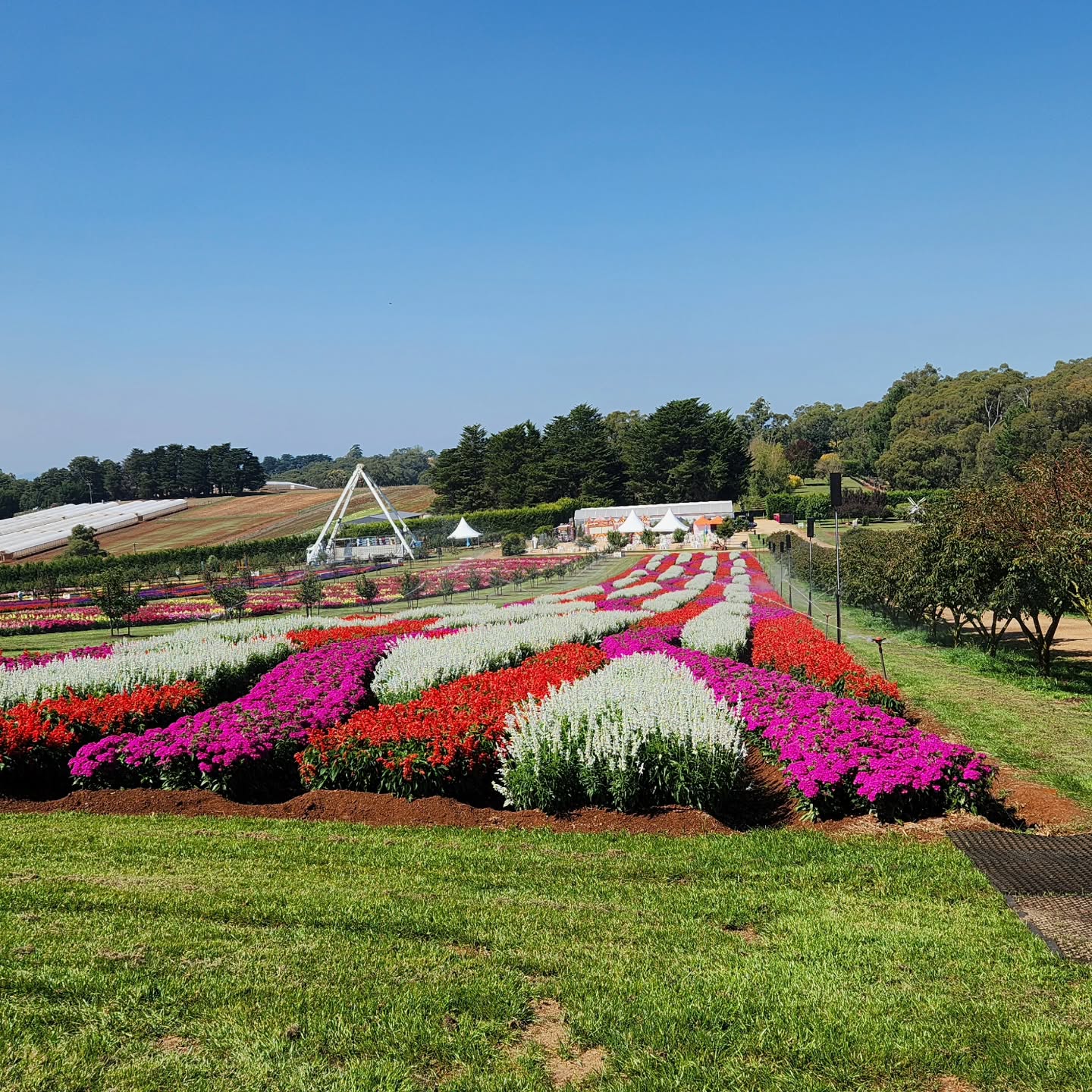 The team are onsite this week setting up four site PA Systems covering the vibrant flower fields ahead of this weekends opening of the Tesselaar Kabloom Festival.