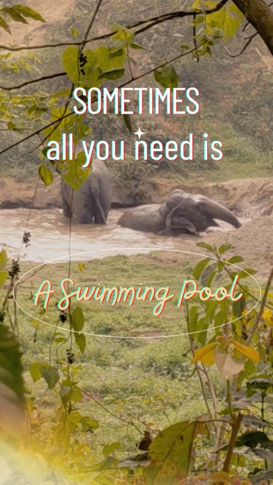 🇬🇧 Eva and Lhamo are having the time of their lives. 💦
Moments like these—playing freely in the water, choosing how they spend their day—are what a rescued elephant’s life should look like.
But this freedom is only possible because people choose to care.
Every day we must provide food, veterinary care, staff and protection so these elephants can live safely and peacefully. This work never stops, and it depends entirely on supporters who believe these elephants deserve a better future.
You can be part of it.
For only $5 per month, you can help us continue giving Eva, Lhamo, and the other rescued elephants the life they deserve.
Please consider becoming a monthly donor.
Click the link in our bio or visit www.su4e.org� to learn how you can support them.
Together, we can keep these moments of joy possible. 🐘💙
🇫🇷 Eva et Lhamo s’amusent comme des folles dans l’eau. 💦
Des moments comme ceux-ci—jouer librement, choisir comment passer leur journée—c’est ce que devrait être la vie d’un éléphant sauvé.
Mais cette liberté n’existe que grâce aux personnes qui choisissent de les soutenir.
Chaque jour, nous devons assurer la nourriture, les soins vétérinaires, l’équipe et la protection nécessaires pour que ces éléphants puissent vivre en sécurité et en paix. Ce travail ne s’arrête jamais et dépend entièrement des personnes qui croient qu’ils méritent une vie meilleure.
Vous pouvez en faire partie.
Pour seulement 5 € par mois, vous pouvez nous aider à continuer d’offrir à Eva, Lhamo et aux autres éléphants sauvés la vie qu’ils méritent.
Devenez donateur mensuel.
Cliquez sur le lien dans la bio ou rendez-vous sur www.su4e.org� pour découvrir comment les soutenir.
Ensemble, nous pouvons continuer à rendre ces moments de joie possibles. 🐘💙