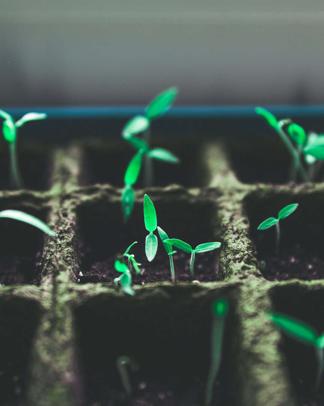 Seed Starting - Creating a cutting Garden.
