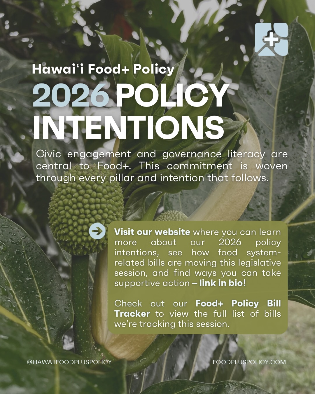 As Hawai‘i Food+ Policy, our advocacy efforts are deeply guided by the policy intentions we thoughtfully set at the beginning of the 2026 legislative session 🗣️💬
With every testimony submitted, outreach piece created, and conversation had, our policy intentions are recognizably woven throughout 🍌🐟🌱🥥
We organized our intentions into 4 pillars that reflect our commitment to supporting a sustainable, resilient, and equitable food system in Hawai‘i that centers community, nourishment, and ʻāina 🧑🌾🤝🧑🧑🧒🧒
🔗 To learn more about our 2026 policy intentions, visit the link in our bio to access all of the details.
🧑💻 To view the full list of bills we’re tracking this session, visit the link in our bio to find our newly-designed Food+ Policy Bill Tracker along with our website where you can see which bills need supportive action.