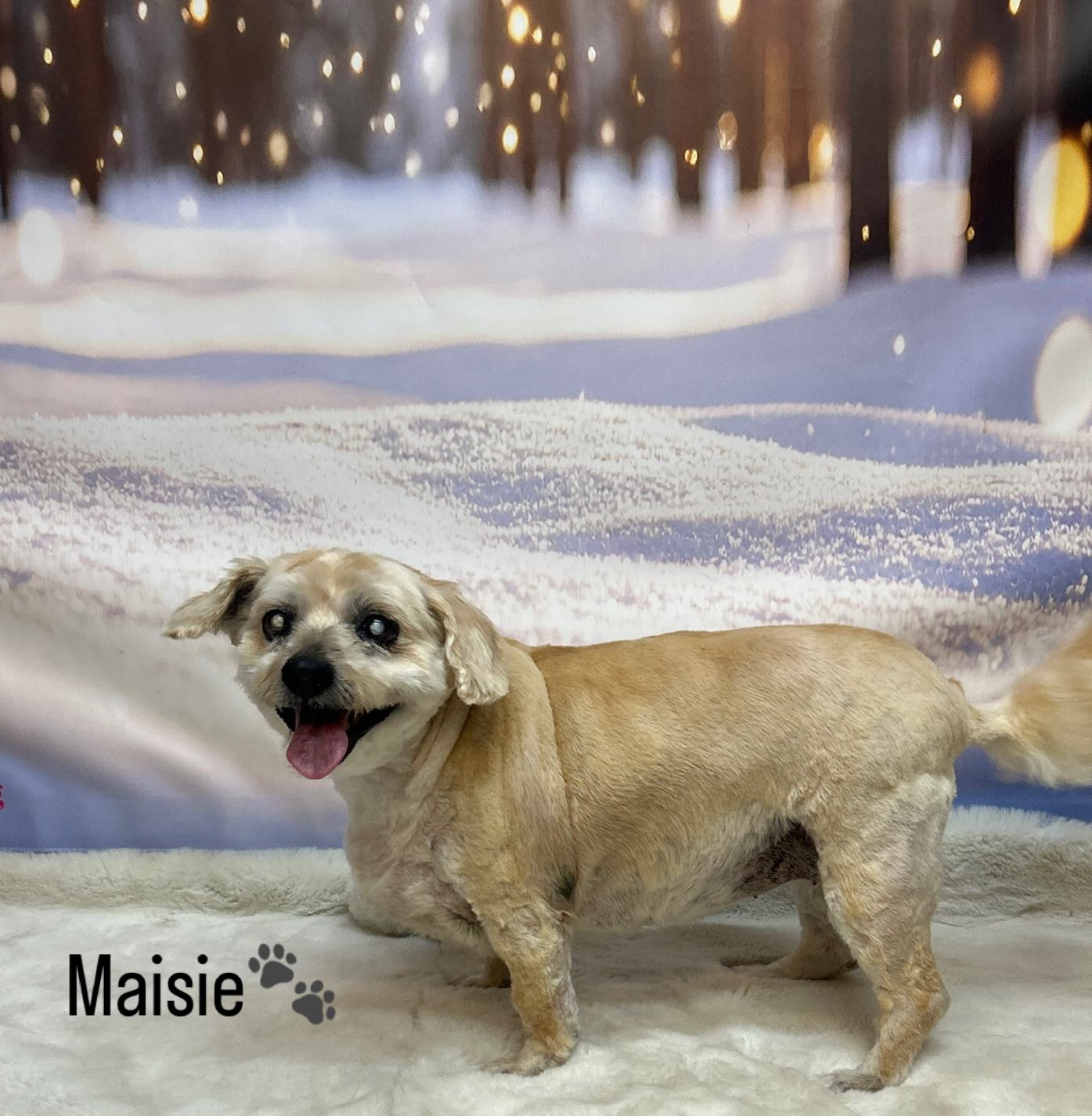 6/03/26 Maisie is relaxed and ready for snuggles at home after a day of pampering🐾🐶🥰
#cute #doggroominglife🐾✂️ #foryou