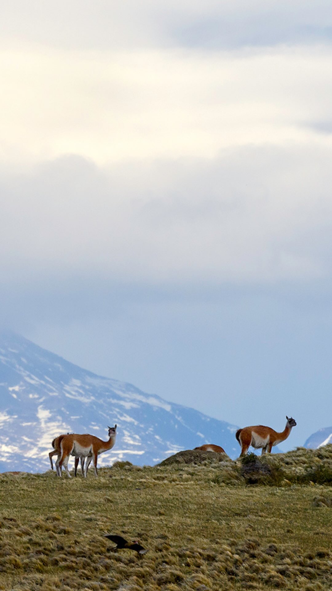 En la inmensidad de la Patagonia, cada movimiento tiene un propósito 🌬️
El guanaco recorre la estepa con una calma que es también resistencia, adaptado a un territorio marcado por el viento, el frío y el tiempo. Como herbívoro clave, cumple un rol fundamental en el equilibrio del ecosistema, siendo parte esencial de la cadena trófica y de la dinámica natural de este paisaje 🌿
En Fundación Cerro Guido Conservación trabajamos para proteger esta especie y promover un equilibrio donde la vida silvestre y las actividades humanas puedan coexistir en el tiempo.
Observarlo es recordar que la naturaleza no se detiene... se adapta, persiste y encuentra su camino.
📹: @agurosello
-
In the vastness of Patagonia, every movement has a purpose 🌬️
The guanaco moves across the steppe with a quiet resilience, shaped by wind, cold, and time. As a key herbivore, it plays a fundamental role in maintaining ecosystem balance, forming an essential part of the food web and the natural dynamics of this landscape 🌿
At Fundación Cerro Guido Conservación, we work to protect this species and promote a balance where nature and human activities can coexist over time.
Watching it is a reminder that nature never stops... it adapts, endures, and finds its way.
📹: @agurosello
#Guanaco #Patagonia #VidaSilvestre #Conservación #CerroGuido
