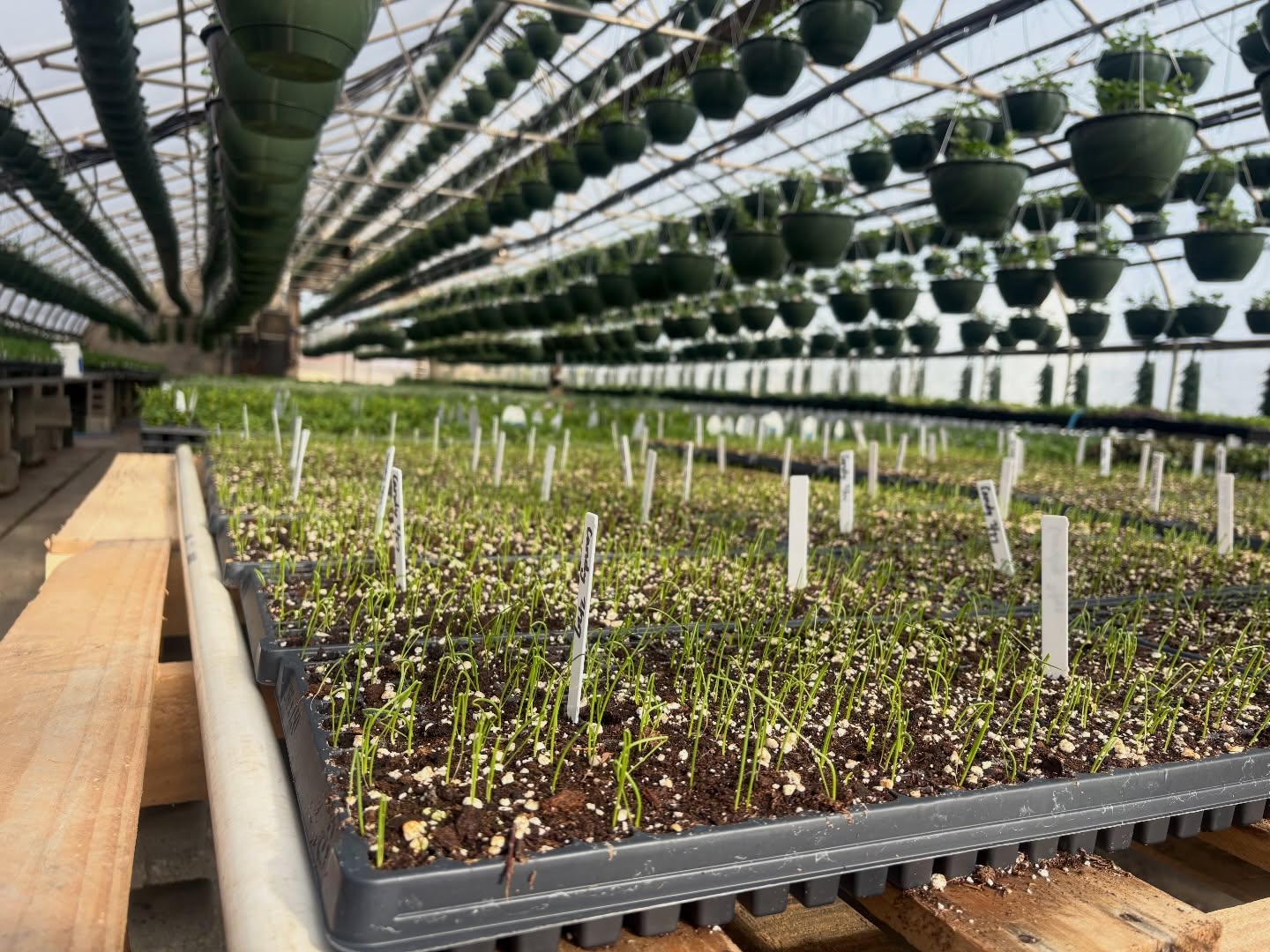 Our 2026 onions are taking off!🧅 To get in the spring mood, we’ve got a special giveaway contest for ya⬇️
CONTEST: The first person to comment the correct (or closest) number of onions we grow will win a $100 gift certificate to our farm & markets! Place your guesses in the comments below⬇️ (Hint: each little sprout 🌱 you see in the pictures produces one onion…the number is higher than 5,000!)
Contest ends Wednesday March 18th at 6pm! Good luck!😁
#onions #homegrown #greenhouse #familyfarm #upstateny