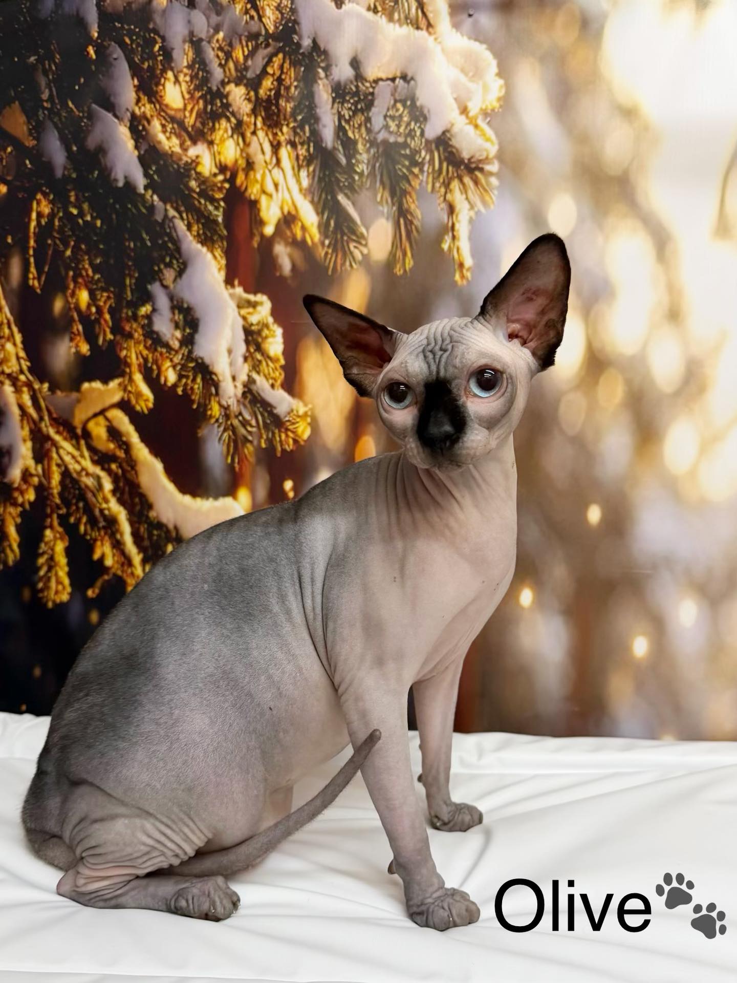 26/03/18 Olive's bath day was a blast! She was such a star during her wet bath! Our cat grooming usually includes brushing, ear and eye cleaning, and nail trimming. Thankfully, Olive's lack of fur made our job easier and quicker 😆🐾
#cute #cat #sphinxlove