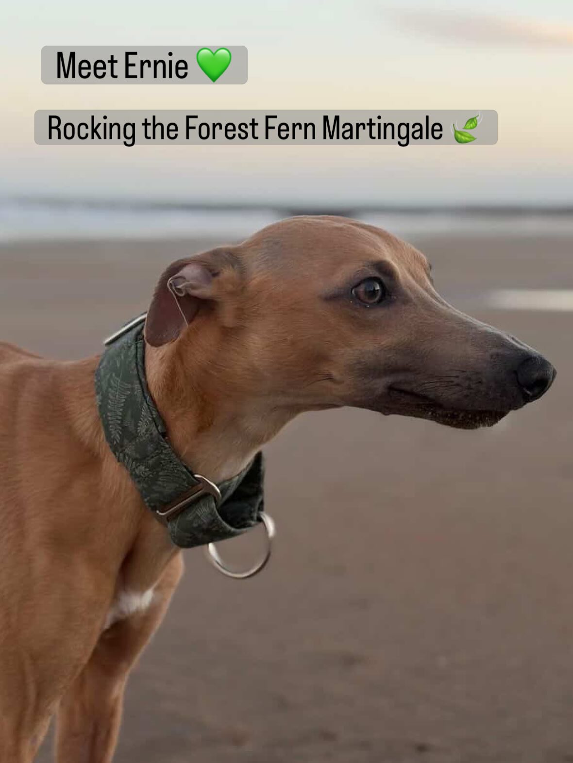 Ernie isn’t just looking stylish in his Forest Fern martingale 🍃 – he’s got a clever little secret… a hidden pocket for his Apple AirTag!