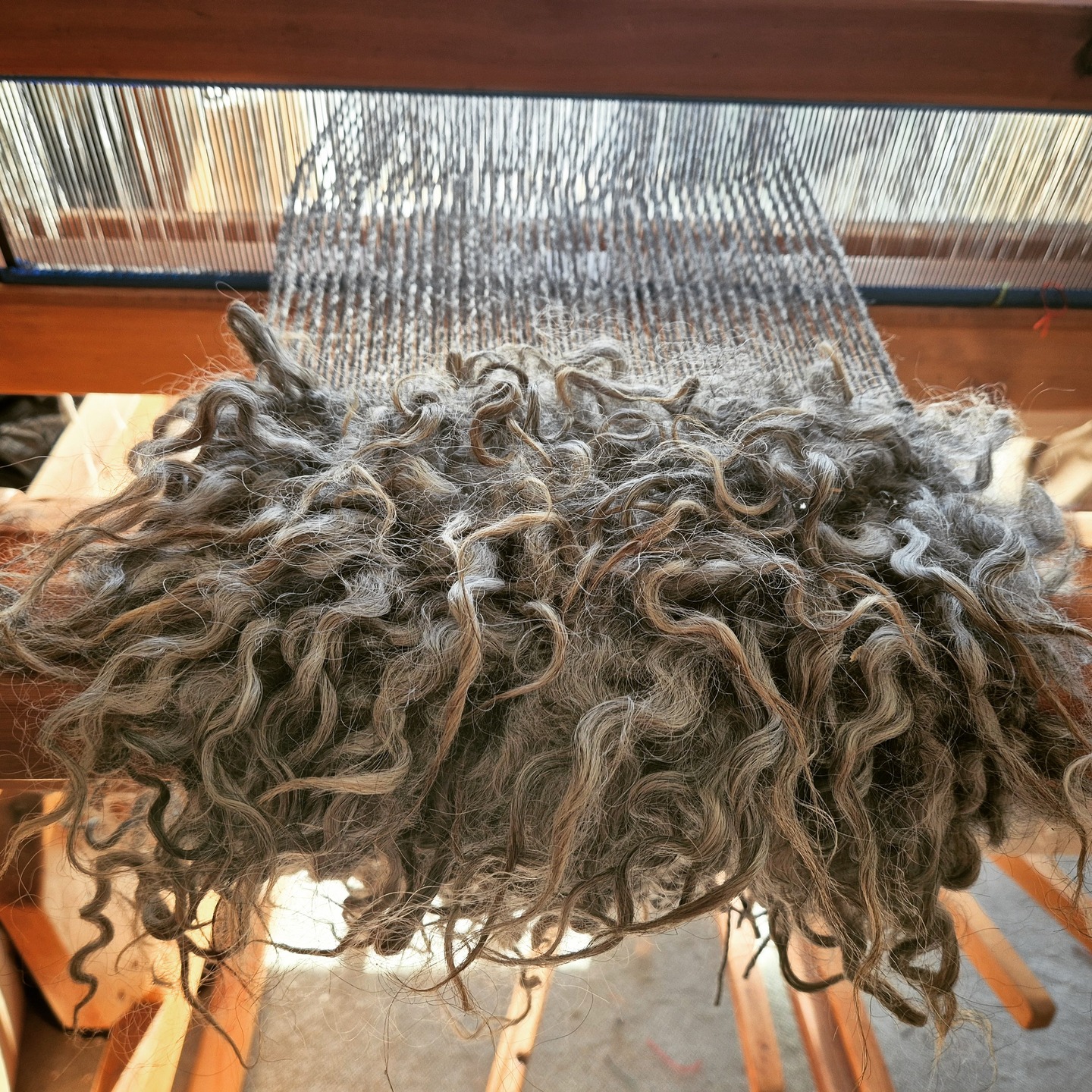 While my crystal loom is taken up with the latest piece for my #vararfeldrexhibition, I've been working at my table loom, making some beautiful vararfeldr collars out of Gotland wool. This Swedish-originating fleece is known for its long staple and luxurious silky texture, so it will be perfect for voluminous Viking-style collars!
#weaver #handwoven #vikingweaving #vikingcloak #vararfeldr #vikingreenactment #vikingcraft #heritagecraft