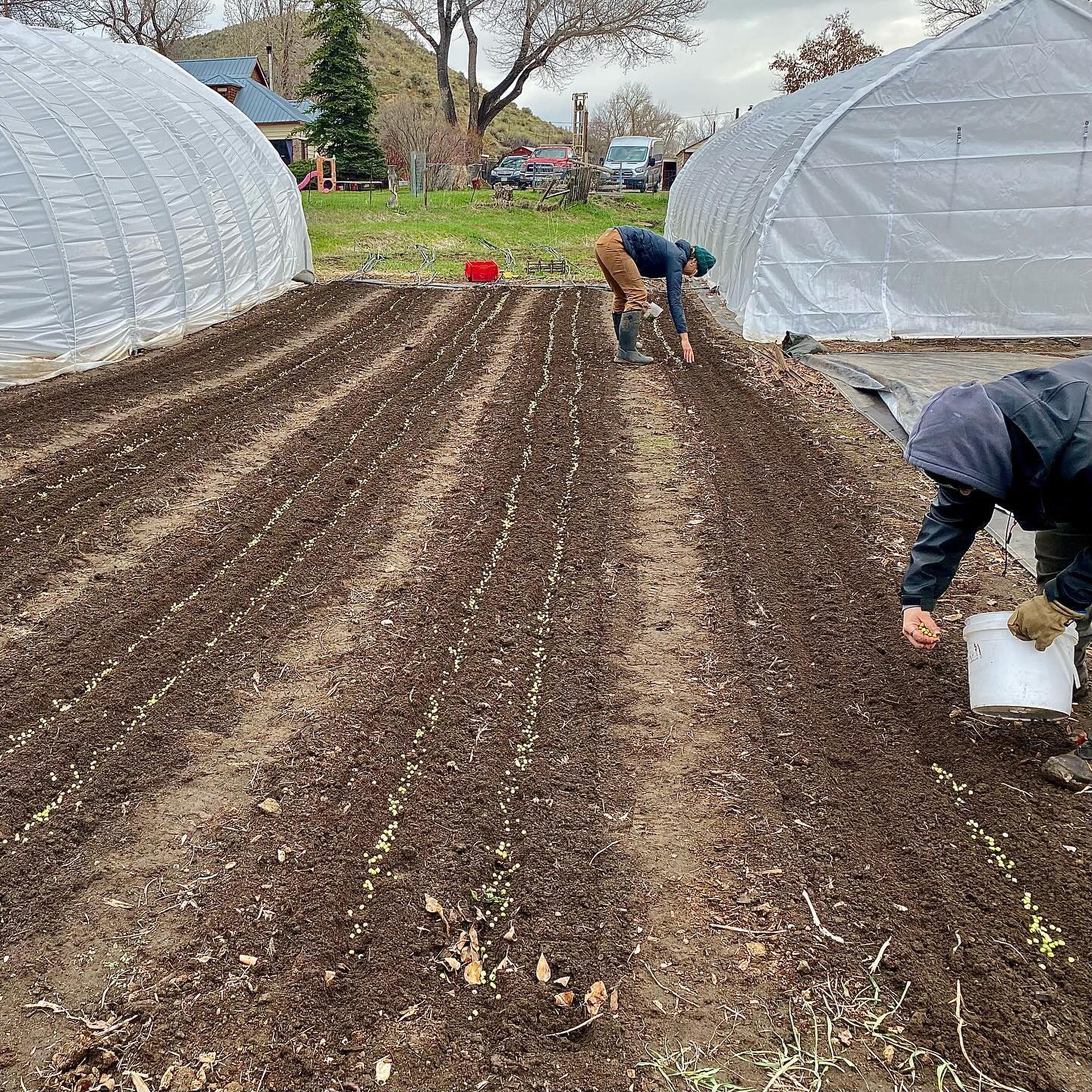 April groovin’ 🕺🏻 Farmer’s Brittany and Jessie working on getting our first sugar snap peas in the ground, and spreading that nice @haydenfreshfarm composted chicken manure on our future onion beds, which we’ll start planting out next week. We’re thankful to have a great team holding things down while we scoot out of town for a few days before the 🥕 hit the fan in just a few weeks here.
In CSA news, there’s just a few more spots at all four of our CSA pickup locations! Our Steamboat Wednesday pickup has *1* spot left, Hayden Wednesday has *2*, and our Steamboat and Vail Farmer’s Market pickup options each have 3 left. Follow the link in our bio to grab those last few spots!