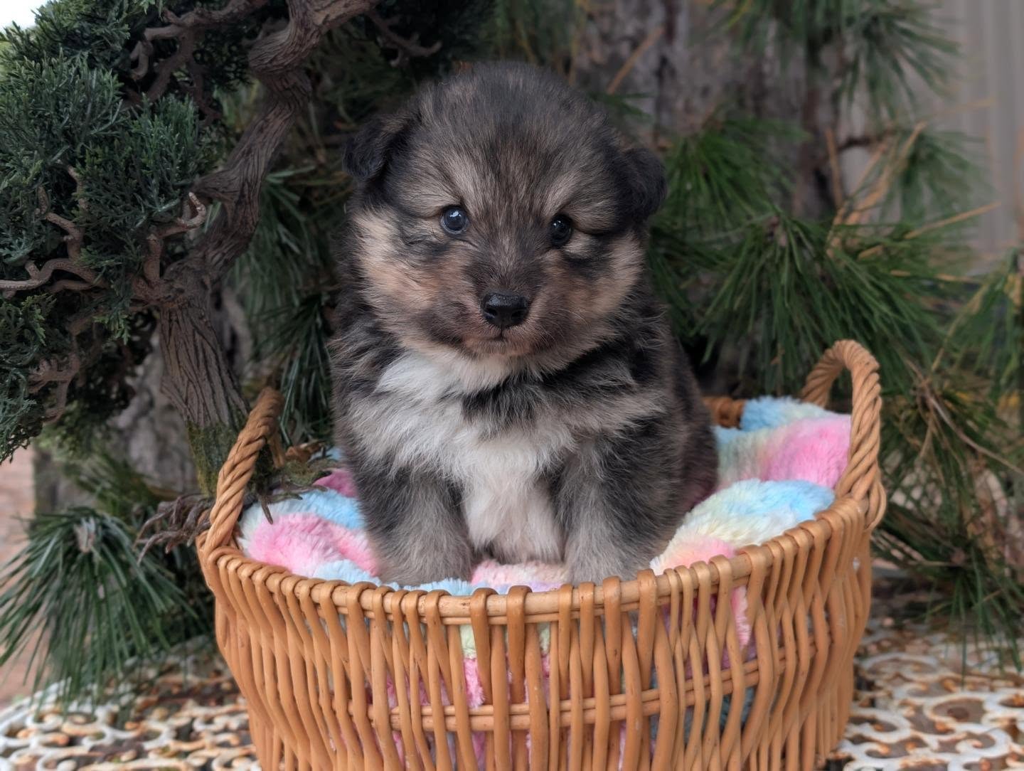 Bear Wolf and Fawn hope you have a wonderful weekend!!!