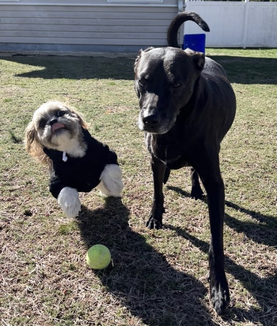 Happy #twofortuesday from Knuckles & Ziggy! We always have a ball with these two!! ๐พ๐พ