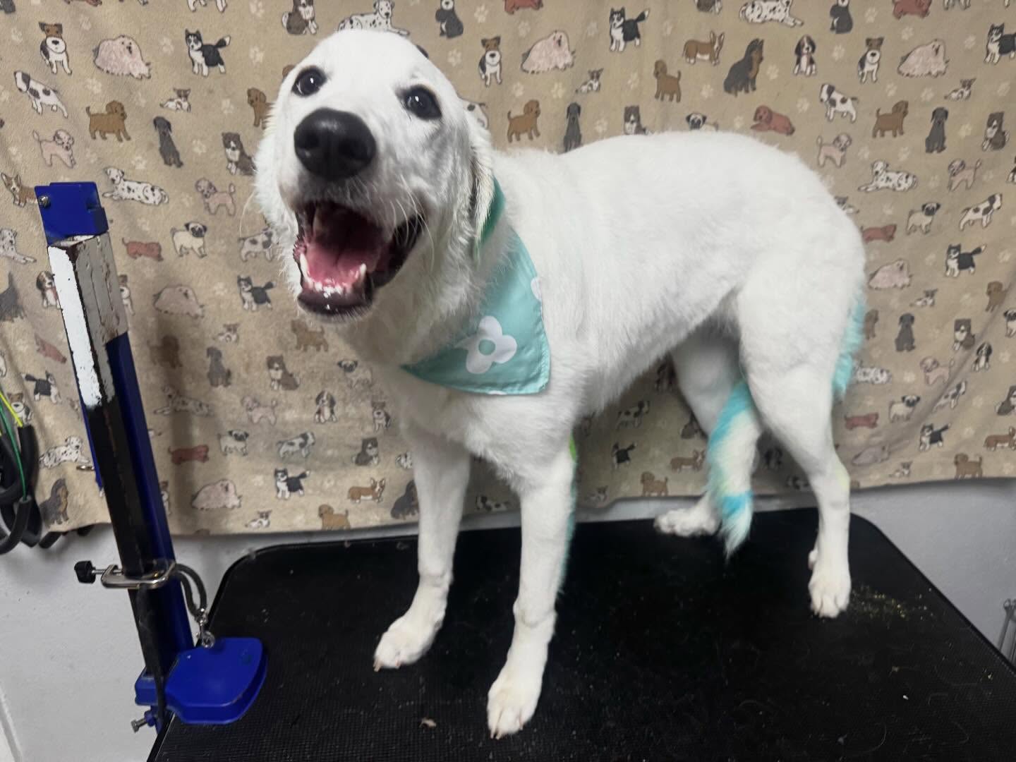 Puppy Power captured some of the fur babies to show off from late yesterday’s grooming ❤️❤️