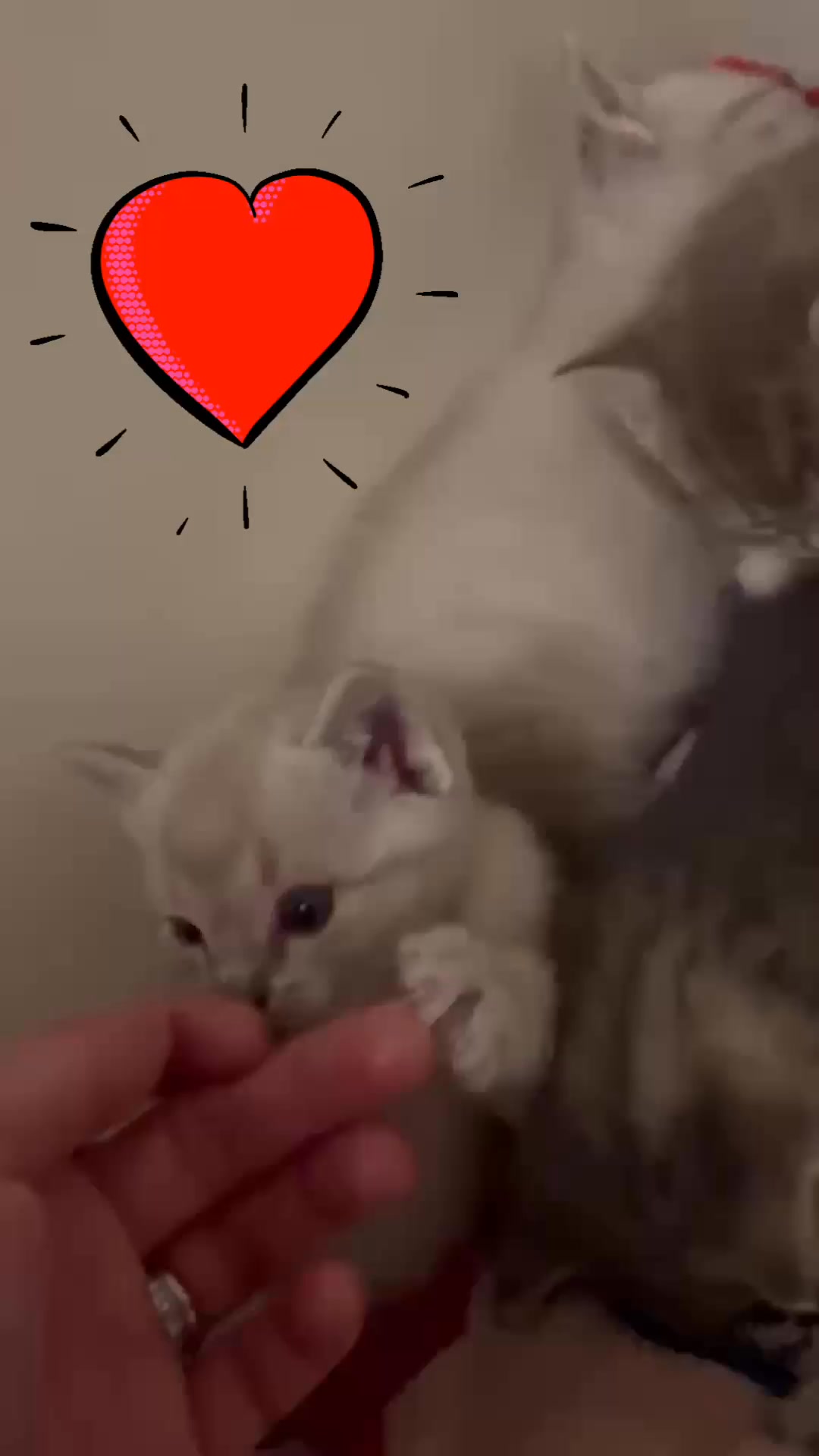 Is there anything at all cuter than a kindle of kittens? Kitten season is upon us, so sign up to be a foster today!
https://www.facilitaterescue.org/foster-application #FacilitateRescue #foster #catrescue #cute #adoptdontshop #kitten #northcarolina #wakecounty #harnettcountync