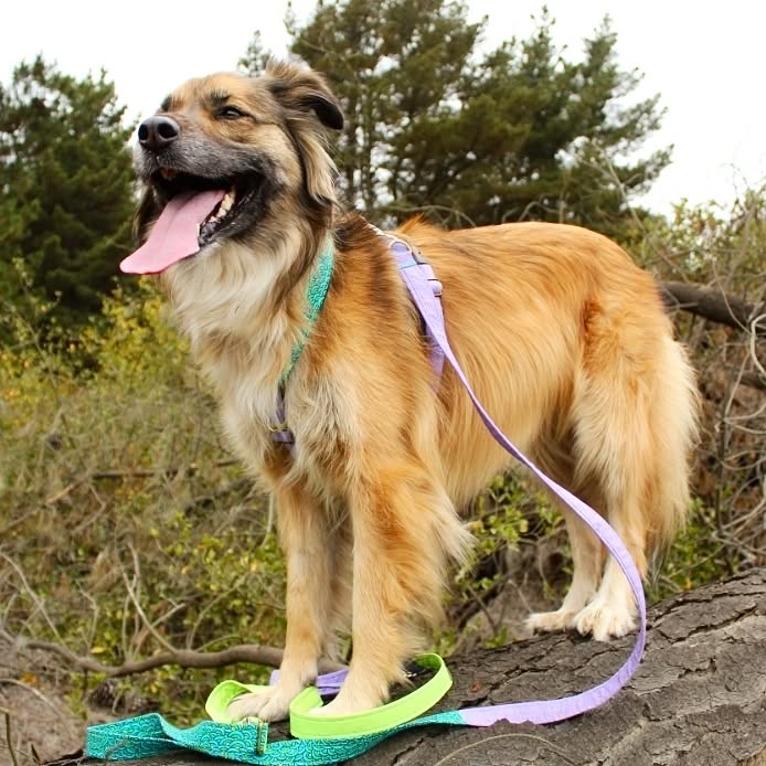 Aaaaaa queda nada para la 🎄🤶🎅
Ya tienes todos los regalos bajo el 🐾🎄 ?
Nosotras enviamos hoy los últimos pedidos navideños 🤗🤶🤩
Y va quedando poco para revelar nuestra nueva colección verano 2023 🙊🙈🤩
Foton de Holly con la correa larga y arnés Good Vibes, uno de los más favs de siempre 💗🐾
📸 @holly_and_blake