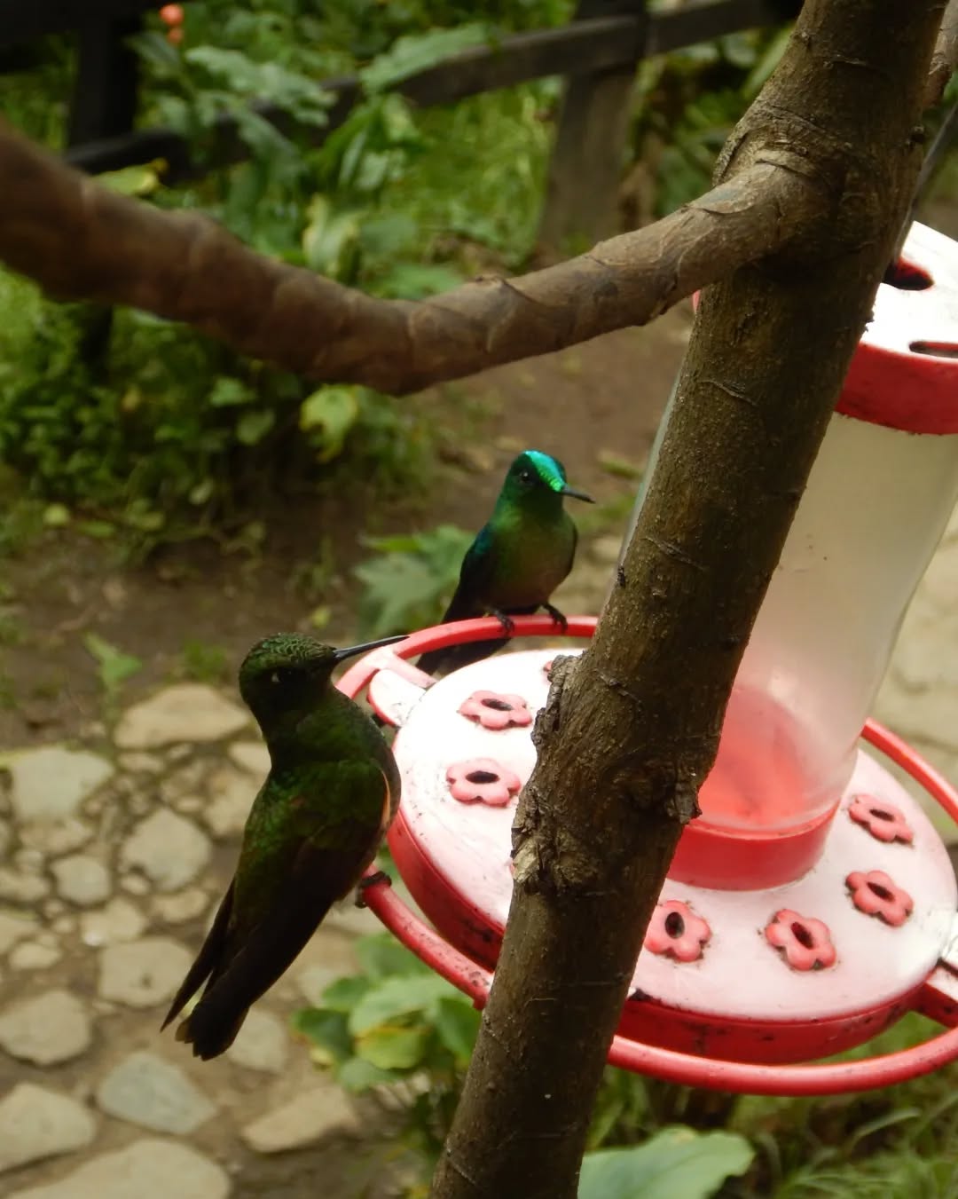 Take a look at these beauties on our trips in Colombia. Hummingbirds you are amazing!.🐦🐦
#birdsparadise #hummingbirds #cyclingparadise #cyclingholiday