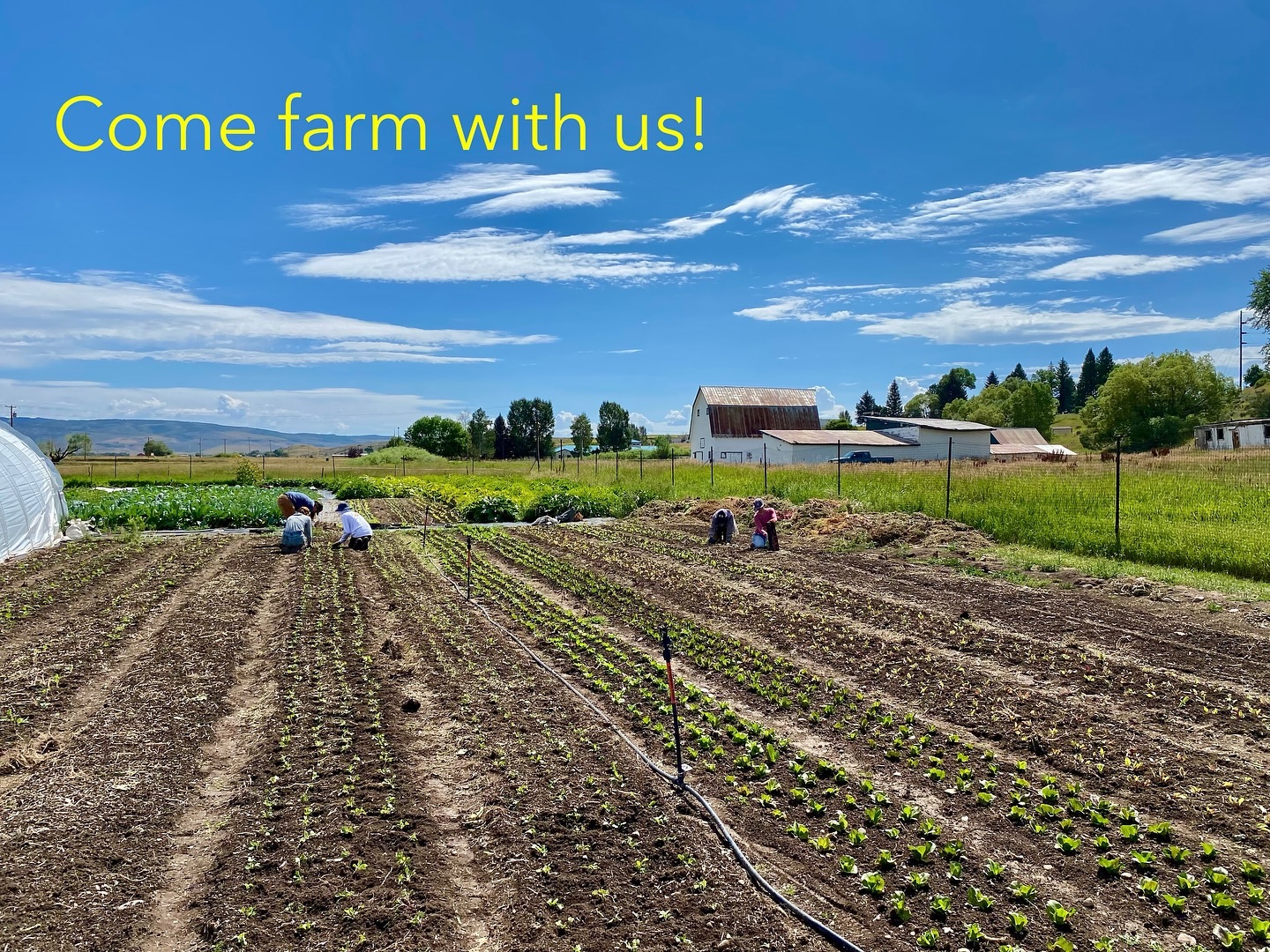 It’s that time of year!
We’re looking for some great people to join our farm crew for this upcoming season. There aren’t too many opportunities in our area to do this kind of work, so if you’ve been looking for the opportunity we’d love to hear from you! We’re looking for reliable, hard working, good spirited, fun people who are quick on their feet and quick with their hands. We’ll send you home with lots of fresh veggies each week too. We’re looking for help on the farm and at farmers markets! If you’ve think you’re right for the job head over to our website to read more detailed descriptions and fill out our application. Looking forward to hearing from you!