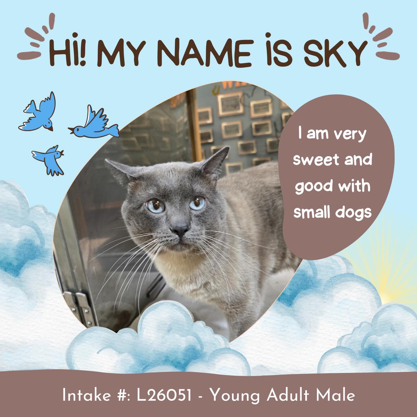 Looking for a cat? The Little Rock Animal Village has so many waiting on their forever homes! 😍
This is just a small sampling. Come meet them all at 4500 Kramer Street, Tuesday-Saturday, 10:30-5. No appointment 📆 needed!
All $90 adoptions include spay/neuter, microchip, and shots. The shelter is WAY too full.
Please share! Every time you adopt, you save a life. 💜🐾