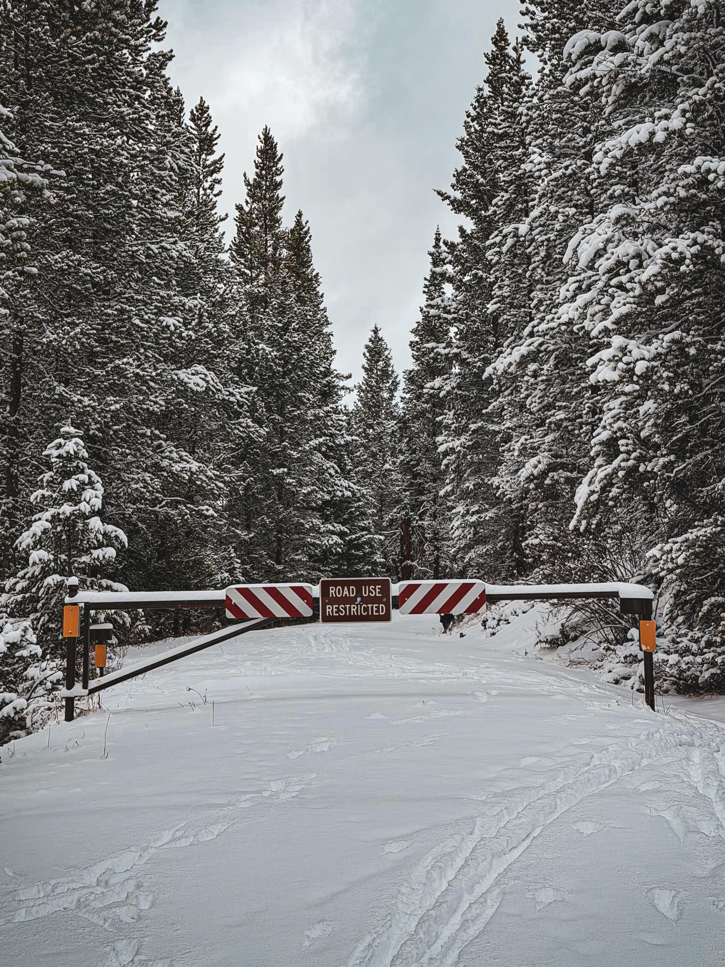 We haven’t really had snow in town for much of the winter this year. With promises of near 70 degree temps later this week, we awoke to snow covering the ground at our house this morning. Needing to get out for some exercise, we headed into the mountains - and found a lot of fresh powder! Luckily we had grabbed our snowshoes…