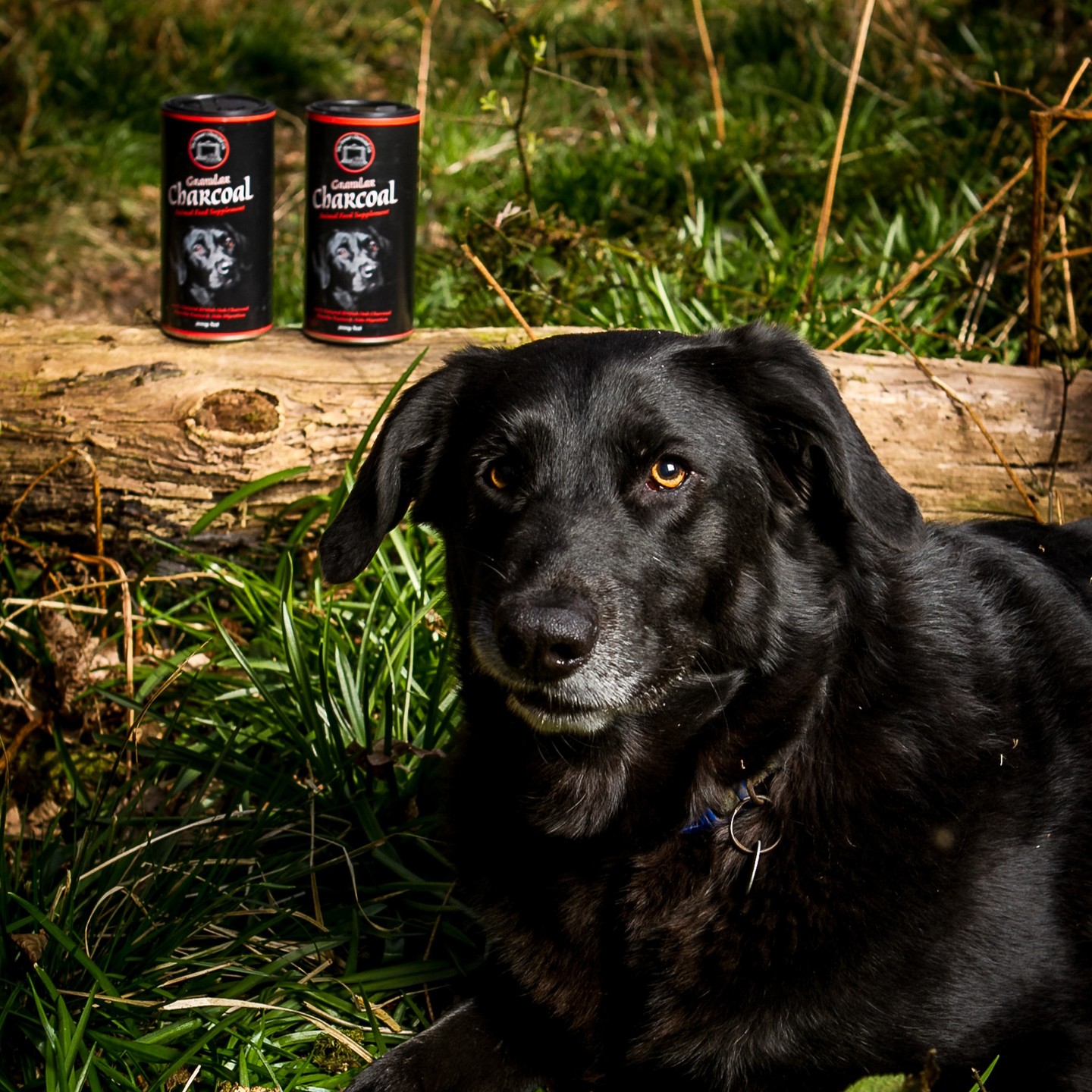 At first our super model for the day looked a little unimpressed with the brief! But I hope you agree she nailed it!
Really pleased to of teamed up with Trust Pet Products Ltd and Doggy Concepts to hopefully spread the reach of our wonderful product!
https://www.dorsetcharcoal.co.uk/animal-feed-supplement
#charcoalfordogs
#charcoalforpets
#charcoalforanimals
#charcoalhealth
#britishcharcoal
#naturalremedies
#naturalremedy
#naturesanswer
