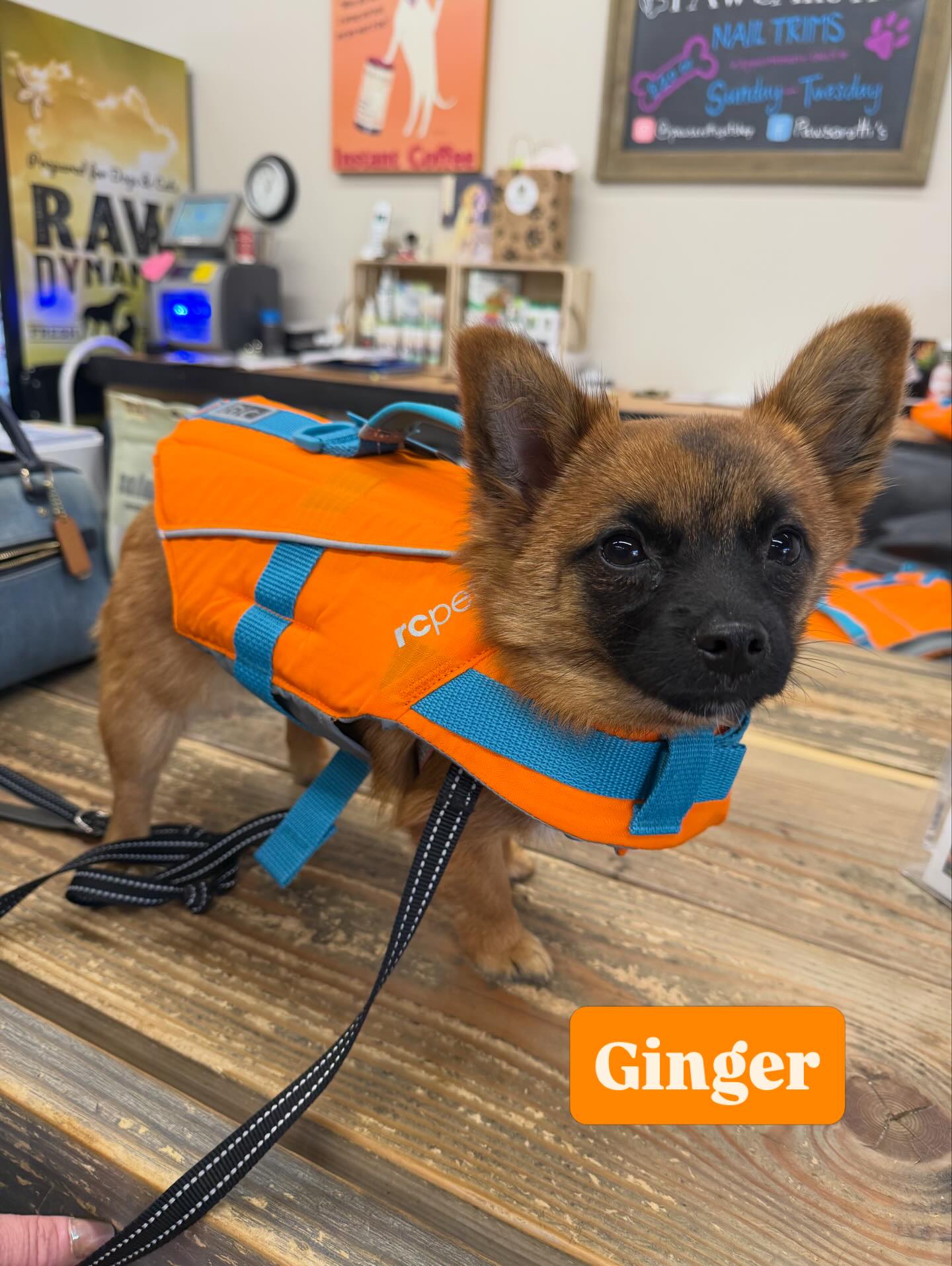 QT Patootie! Miss Gingerโs mani pedi is done and sheโs perfectly outfitted for a Pool Pawty ๐พ๐
#pawspups #dogwatersafety #wooflocalsoco #pawsarottispetboutique