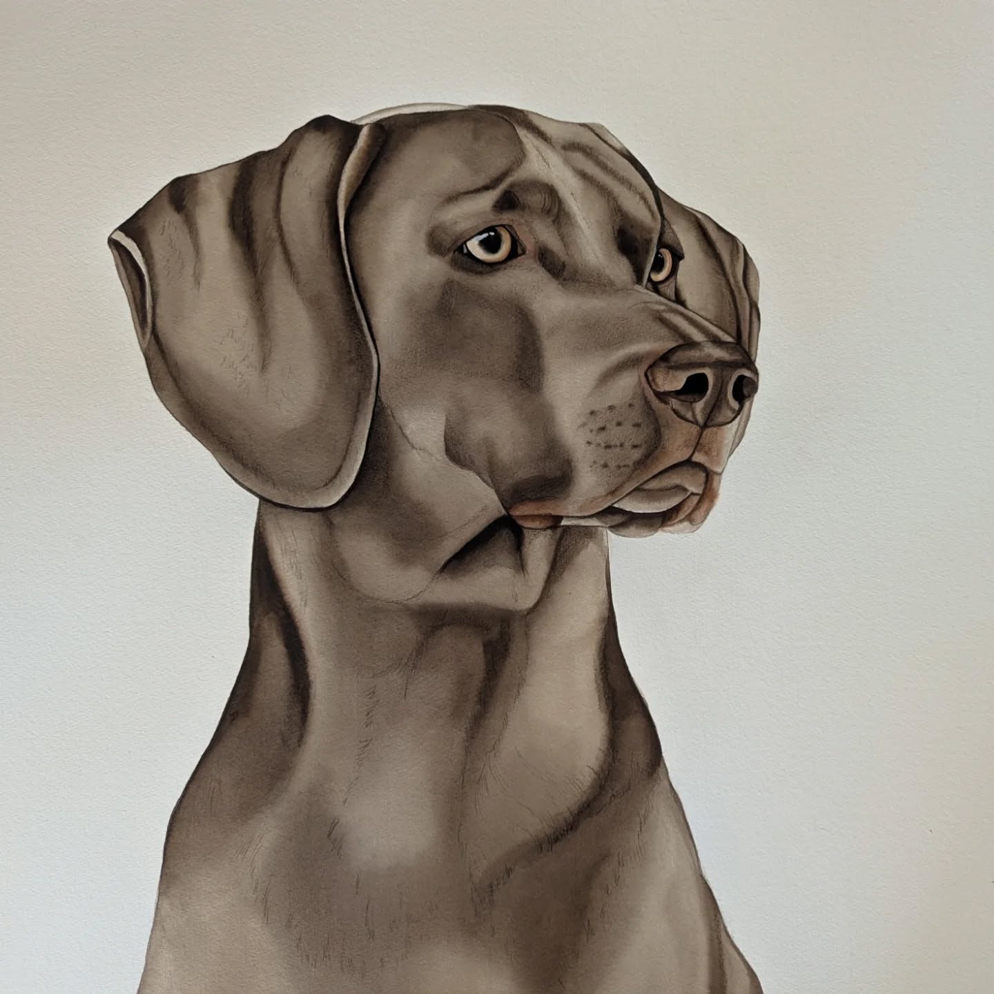Hello to the cutest big floppy-eared Weimaraner dog🥰 @weimaraner.ace, captured in watercolor | custom made ✓ (56x76 cm)
#weimaraner #weimaraners #watercolorpaintings #dogportrait #dogpainting