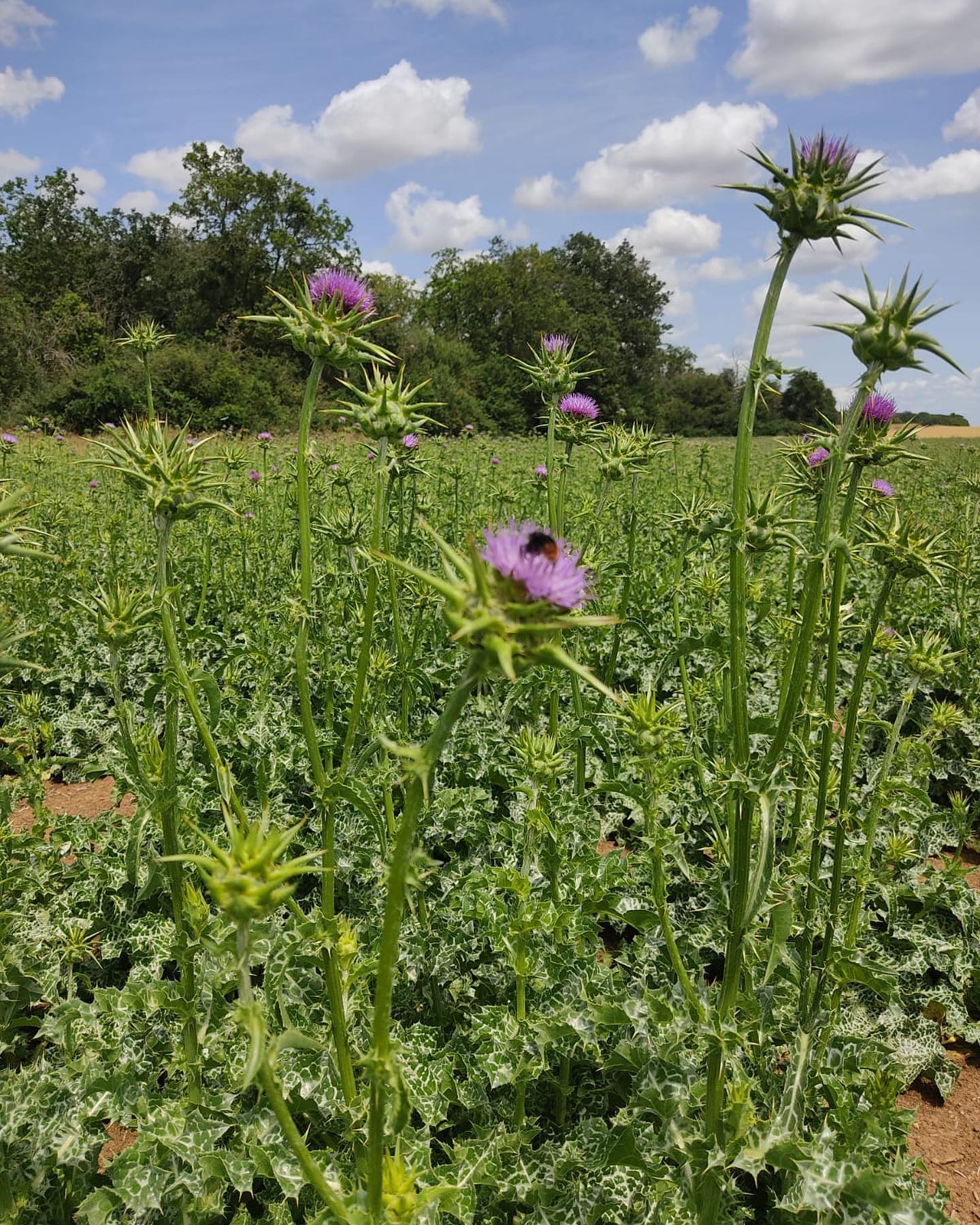 Le chardon-marie, ça donne quoi ? 🌱🌸
La belle #culture continue sa croissance dans la parcelle de notre #producteur Laurent (41).
🚜 Elle sera récoltée à la fin du mois de juillet par nos équipes #agricoles !
#agriculture #plante #medicinales #aromatique #cvdl #culture #farm #biodiversite #nature #pollinisateur #abeille #bourdon