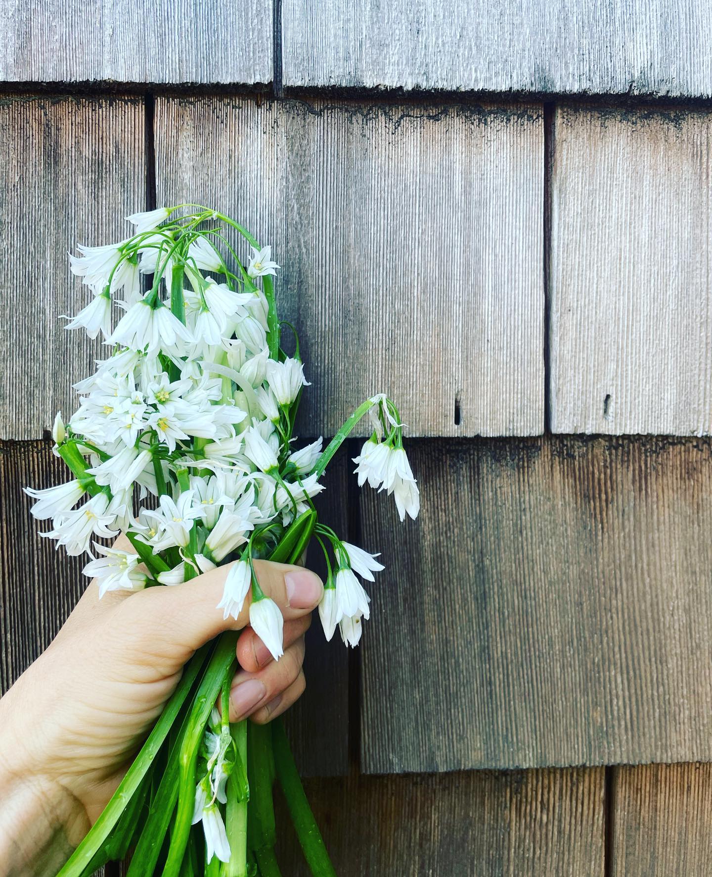 One of my favorite wild foods of Spring that grows in the Bay Area are three cornered leeks, also known as onion weed.
Allium triquetrum is abundant (I am seeing it literally everywhere!) and is absolutely delicious. I like to sprinkle the flowers into my salads, use the entire stalk (including the bulb) in sautées, soups or omelets.
This year I’m experimenting with fermenting them along with another favorite, burdock root. I’m using a basic lacto fermentation recipe from Sandor Katz’s book the Art of Fermentation, which is always a go-to for my fermentation curiosities. Now we wait!
#wildfoodforaging #wildforage #wildfood #sandorkatz #fermentation