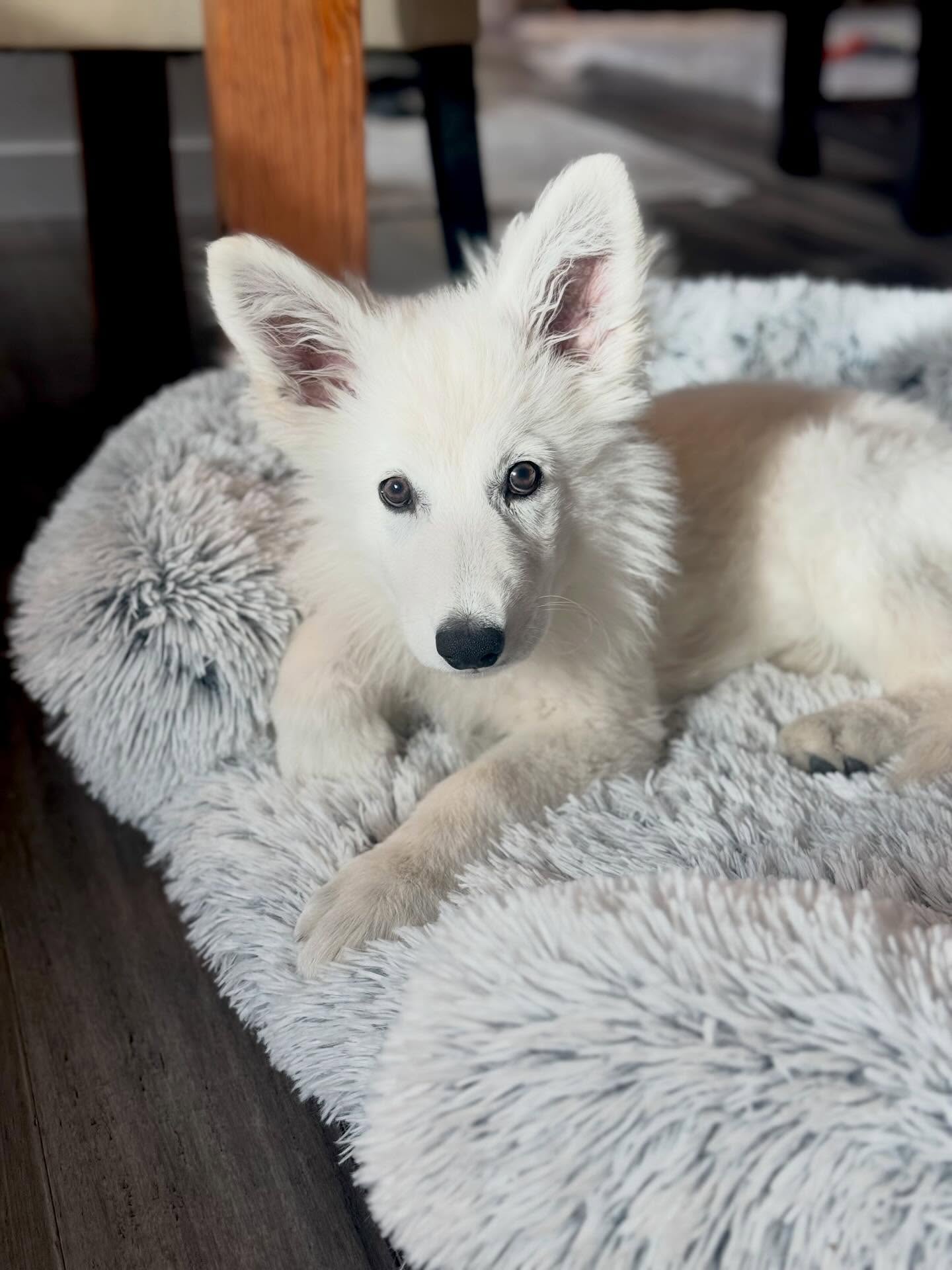 Precious little Luna (Purple) from our L-litter is getting so big 💜
—
Yadiel Dzsemilstar Ulissa x Of Trebons Berger Blanc Shotgun
—
@lovehope.world