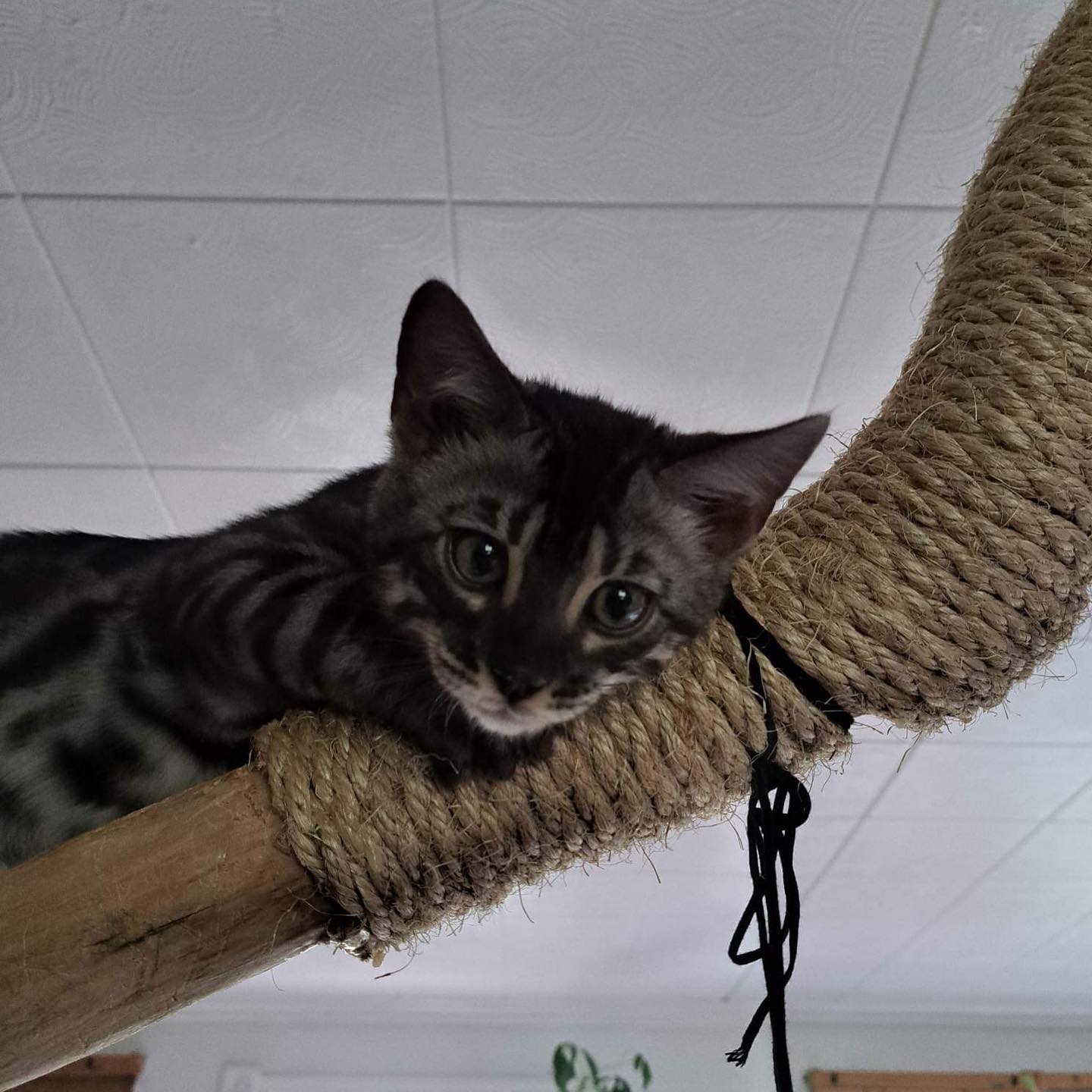 Le beau garçon 😍
Silver charcoal - Disponible à la réservation 🫶🏻#bengalkitten #sweetheart #leranchdubengal