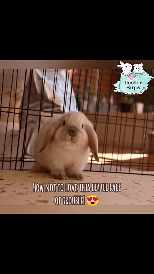 At just 11 weeks old, little Taro had his first health check, vaccination and nail clip.
In Australia, the only rabbit vaccine we have available is Filavac, which is used against Rabbit Haemorrhagic Disease (Calicivirus). Filavac is a yearly vaccination for rabbits and can be administered as early as 10 weeks of age.
Calicivirus is contagious (insect and contact spread) and often fatal virus that can cause sudden death, internal bleeding, and significant suffering. There is currently no vaccination available for Myxomatosis.
Filavac provides protection against multiple strains of this virus, including RHDV1 and RHDV2, and at present, this is the best protection we can have for our little friends, including keeping them indoors.
Taro was very brave for his visit and handled his vaccination better than his nail clip. At 11 weeks of age, he is already a fan of medications 😂
#doctorsupsveterinary #doctorsups #pocketpetvet #mobileveterinaryservice