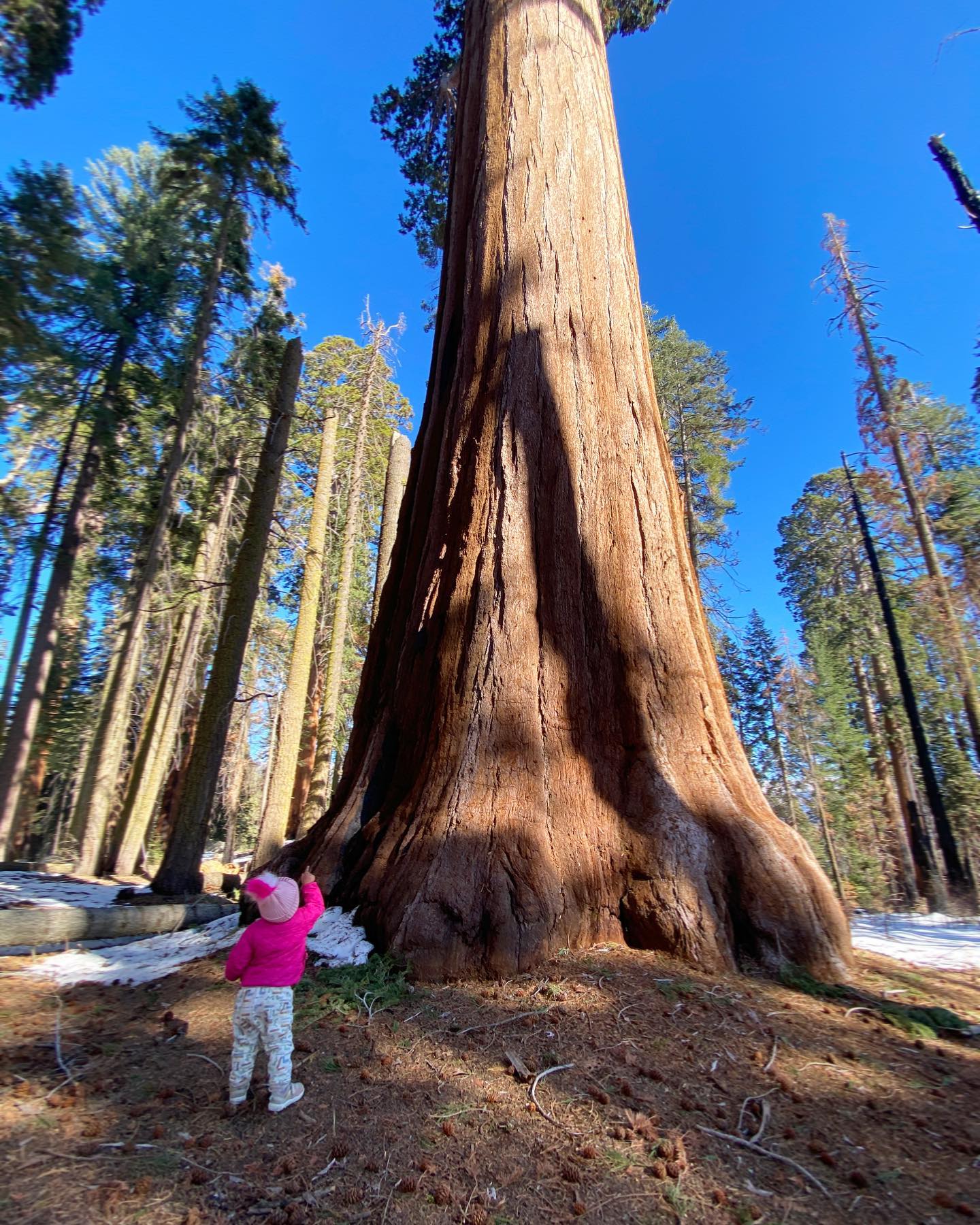 “Of all the questions which can come before this nation…there is none which compares in importance with the central task of leaving this land even a little better for our descendants than it is for us.” —Theodore Roosevelt
📍Roosevelt Tree
#leaveitbetterthanyoufoundit #buckeyetreelodge #sequoianationalpark #sequoia#kingscanyonnationalpark #threeriversca #hike #findyourpark #optoutside #onepercentfortheplanet #ecolodge #ecotourism #mountainlodge #sustainabletravel #yogaretreat #yogastudio #wellness #visitseki #nationalparks