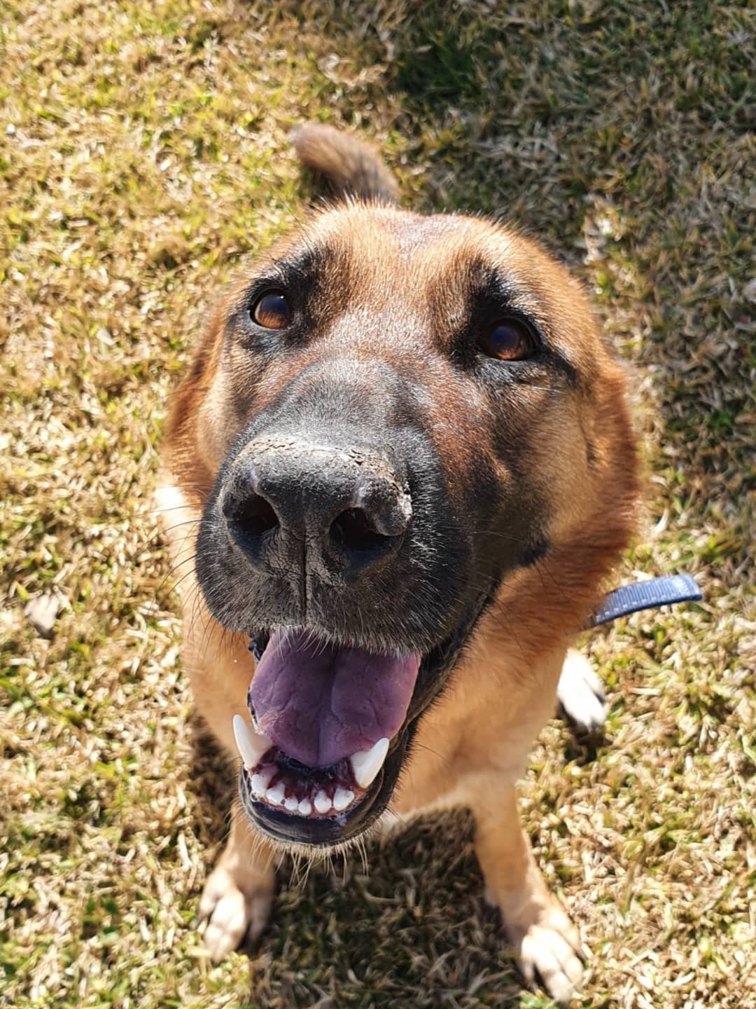 Laika, dal 2016 hai attraversato con me i miei 20 anni. Sono estremamente grata e felice che tu abbia fatto parte delle nostre vite e della nostra famiglia. Il bene che ti ho voluto e la tua presenza mi hanno insegnato moltissimo, persino nel momento più difficile della scelta. Senza te ed Argo so bene che nonostante siate sempre stati un po’ pazzi, tutto sarebbe stato più difficile. Penserò a te come una guardiana silenziosa quando tornerò in Sicilia. Quella casa continuerà a sentire tanto amore.
🤍🤍