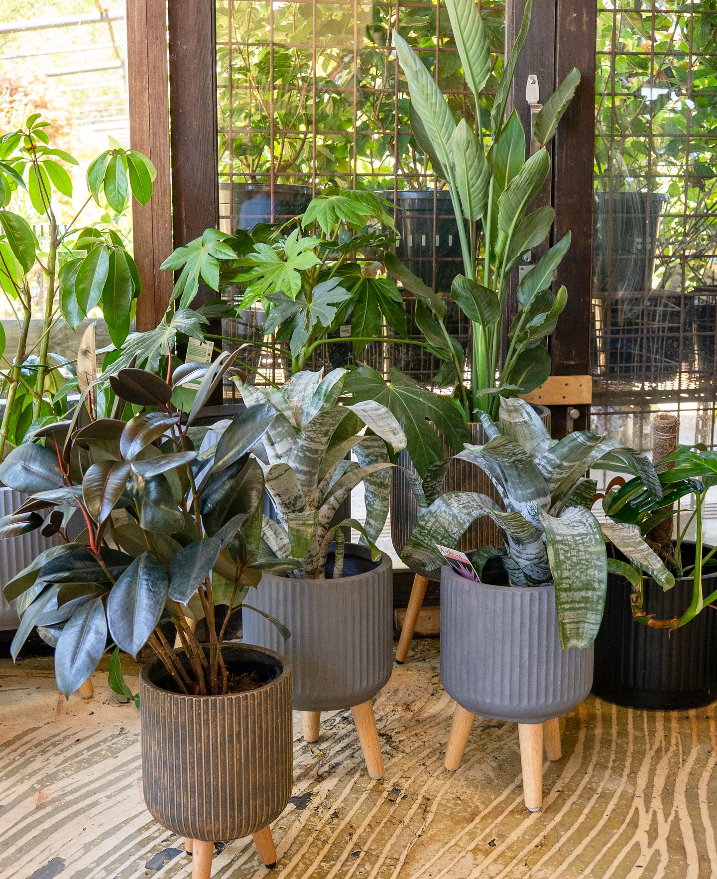 The combination of foliage does more for an interior than most people expect. Bold leaf shapes, contrasting textures, and the right pot can shift a room entirely.
At Macedon Nursery & Garden Supplies, the indoor plant range changes regularly and the pots are selected to sit well with contemporary interiors.
#indoorplants #indoorplantdesign #macedonnursery