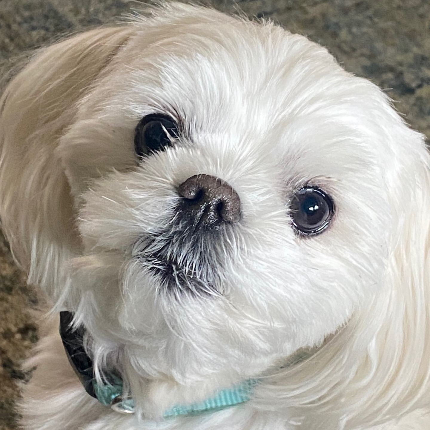 Got to meet Max the Maltese today! š©µ
We are booked into the summer months now, contact below for availability!
š¾ Boerne Pet Sitting
š Boerne - Fair Oaks Ranch - Dominion - Leon Springs
š± DM to request dates or message 830-837-3135
#boerne #petsitting #dogboarding #maltese #boernetexas
