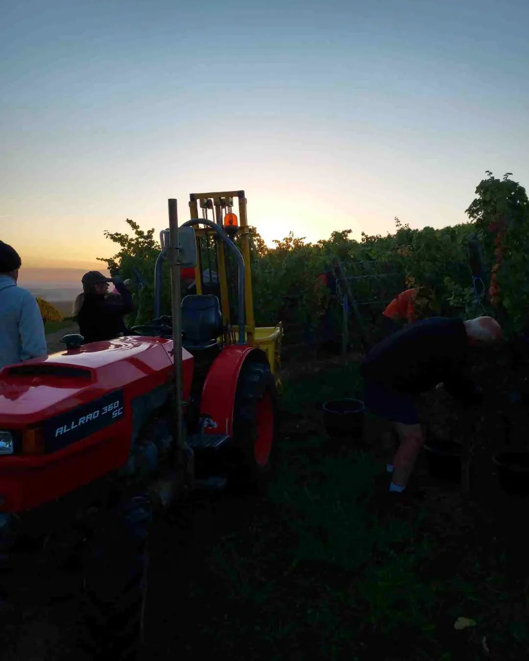 Quelques clichés des vendanges 2022 au petit matin