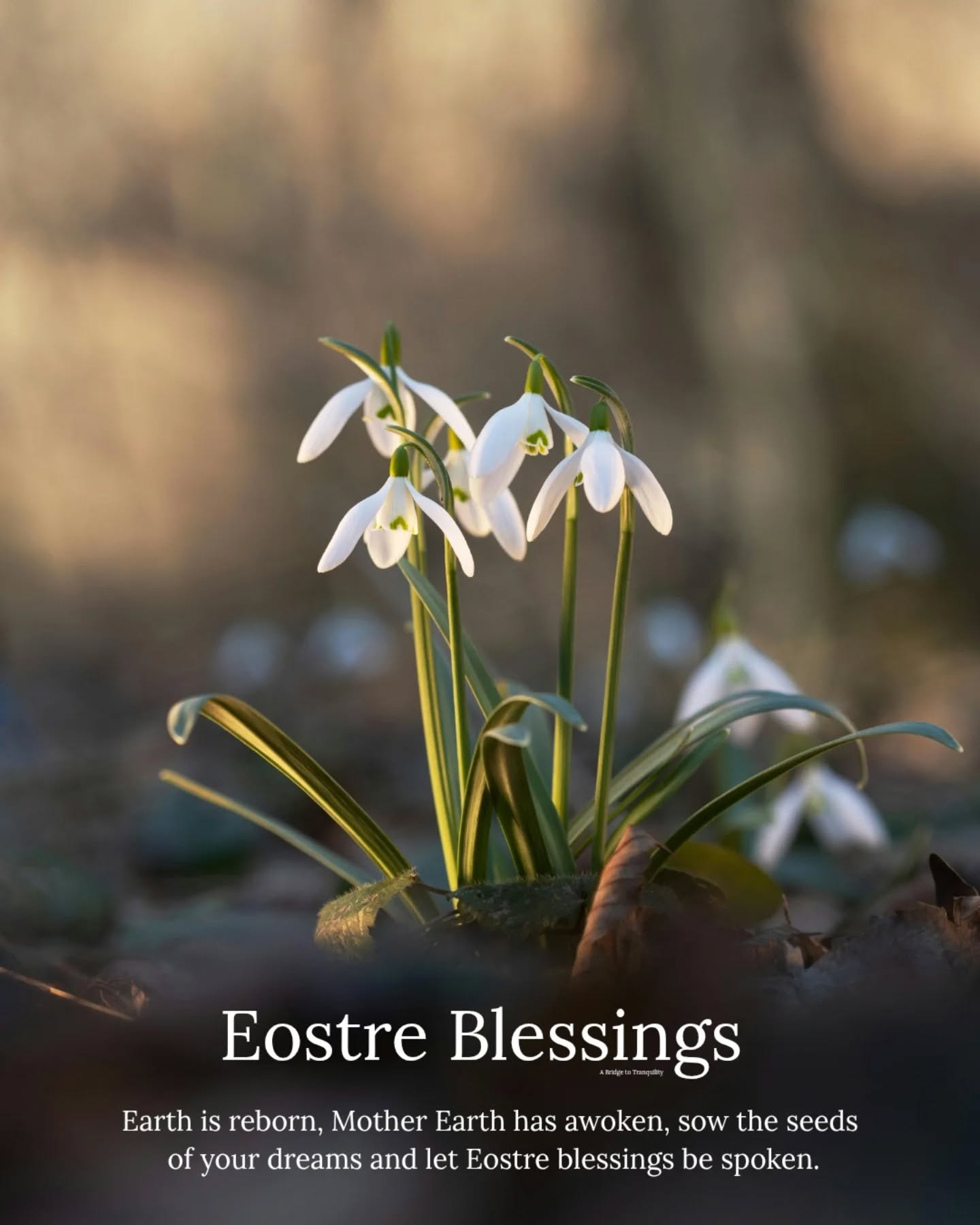 Spring Equinox • Eostre • Ostara
Whatever you call it, it has arrived 🥰
Spring has officially returned, and yet again a new chapter begins we welcome the return of light, fertility, creation and renewal
Equinox is a symbolism of Balance, Duality and the spectrum of Polarity.
Not sure how to get involved swipe left for some of my own connection, practice and practical bits of magic
Unsure what's right for you, ask yourself what Spring means to you? and celebrate this!
You can celebrate the Equinox with us over this weekend
I'll be celebrating seasonal cycles with our Welcome Moon Circle this Saturday at 12pm @zenergywellness_bromsgrove
And resetting ready for the year ahead with the amazing @blossomwithrosie this Sunday at 9:30am at Therapy & Flow in Sutton
#eostre #ostara #springequinox #spirituality #seasons