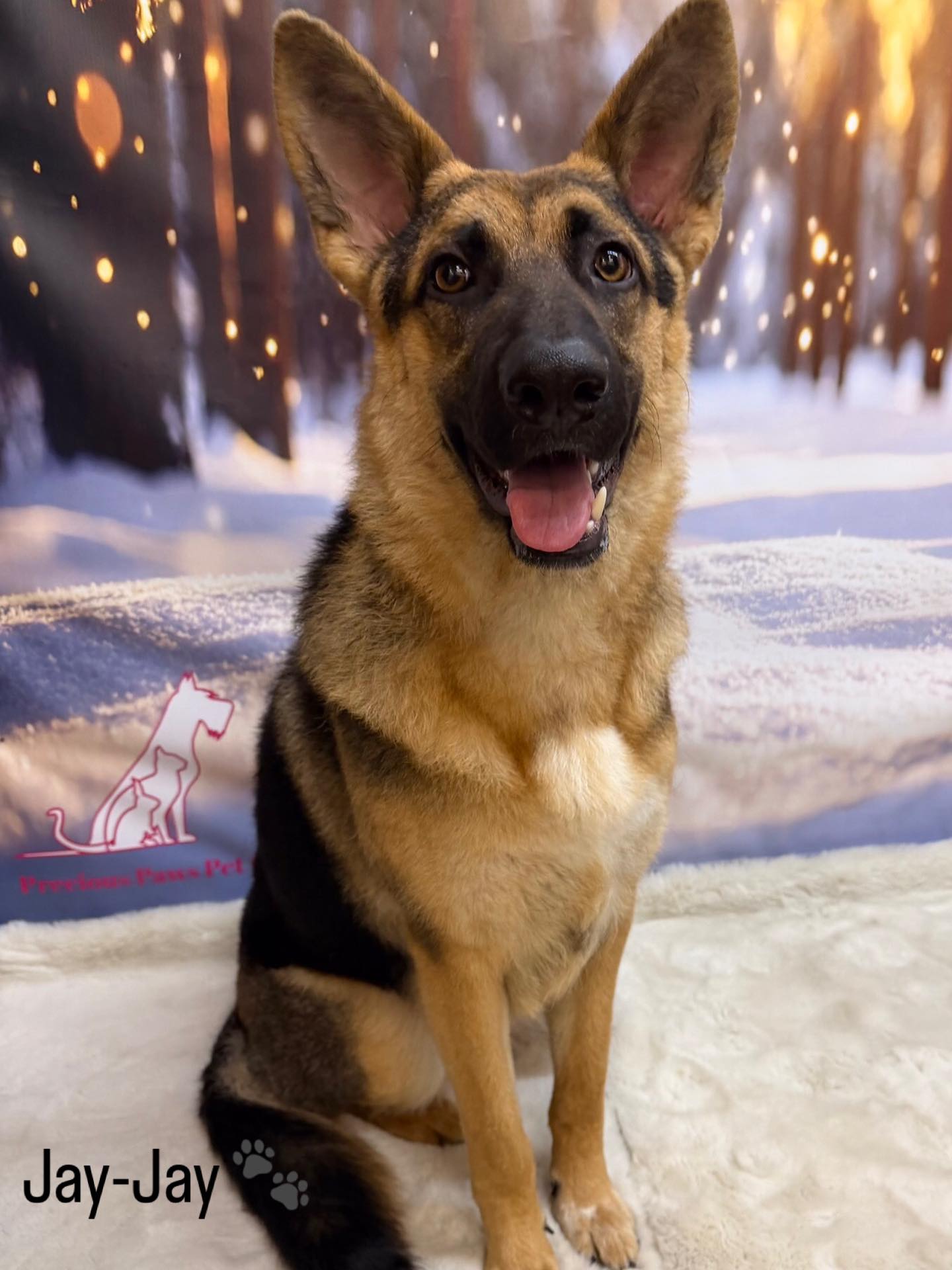 14/03/26- Jay-Jay is absolutely glowing after his grooming session🐾🐶
#cute #germanshepherd #doggroominguk