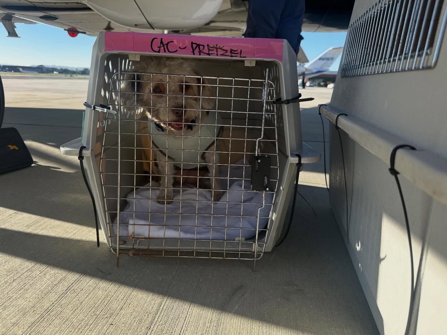 🤩 Nearly 650 pets will be transported to safety from yesterday’s flight through the weekend!
𝐏𝐞𝐭𝐬 𝐚𝐫𝐞 𝐥𝐞𝐚𝐯𝐢𝐧𝐠 𝐨𝐯𝐞𝐫𝐜𝐫𝐨𝐰𝐝𝐞𝐝 𝐬𝐡𝐞𝐥𝐭𝐞𝐫𝐬 𝐚𝐧𝐝 𝐦𝐨𝐯𝐢𝐧𝐠 𝐢𝐧𝐭𝐨 𝐜𝐨𝐦𝐦𝐮𝐧𝐢𝐭𝐢𝐞𝐬 𝐚𝐜𝐫𝐨𝐬𝐬 𝐭𝐡𝐞 𝐔.𝐒. 𝐚𝐧𝐝 𝐂𝐚𝐧𝐚𝐝𝐚, where space exists, and a future is possible.
Every flight is made possible by donor support. 𝐖𝐢𝐧𝐠𝐬 𝐨𝐟 𝐑𝐞𝐬𝐜𝐮𝐞 𝐢𝐬 𝐜𝐨𝐦𝐩𝐥𝐞𝐭𝐞𝐥𝐲 𝐝𝐨𝐧𝐨𝐫-𝐟𝐮𝐧𝐝𝐞𝐝, 𝐚𝐧𝐝 𝐞𝐚𝐜𝐡 𝐦𝐢𝐬𝐬𝐢𝐨𝐧 𝐫𝐞𝐟𝐥𝐞𝐜𝐭𝐬 𝐩𝐞𝐨𝐩𝐥𝐞 𝐜𝐡𝐨𝐨𝐬𝐢𝐧𝐠 𝐭𝐨 𝐬𝐭𝐞𝐩 𝐢𝐧 𝐚𝐧𝐝 𝐬𝐚𝐯𝐞 𝐥𝐢𝐯𝐞𝐬.
Yesterday’s route shown in this post:
→ LA, to Utah, Idaho, and Canada- British Columbia
Upcoming routes:
→ Tomorrow: Los Angeles to Washington and Canada- British Columbia
→ Saturday: Southern Florida to Pennsylvania, New York, and New Hampshire
→ Saturday: Dallas to Houston for additional pick-ups, then on to New Jersey and Connecticut
Tune in Saturday as we’ll be live from Dallas and Florida, showing these flights as they happen.
𝐋𝐞𝐚𝐫𝐧 𝐦𝐨𝐫𝐞 𝐚𝐧𝐝 𝐬𝐮𝐩𝐩𝐨𝐫𝐭 𝐨𝐮𝐫 𝐦𝐢𝐬𝐬𝐢𝐨𝐧:
LINK IN BIO
#LetTheFurFly @pawsforlifek9