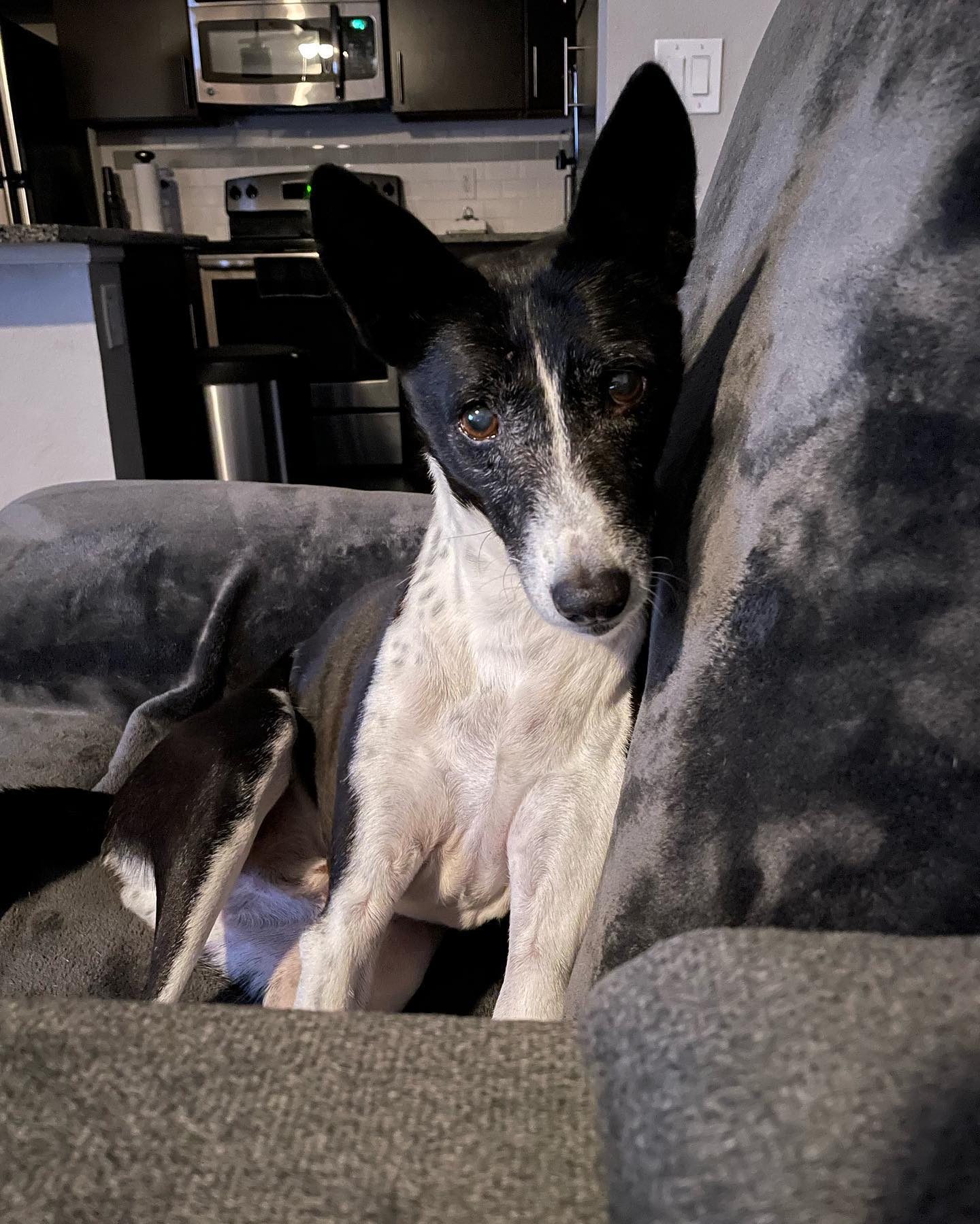 I can’t believe Stetson is 14 years old today. He hasn’t slowed down a bit and still manages to test me by finding some kind of trouble to get into every day. #Basenji
