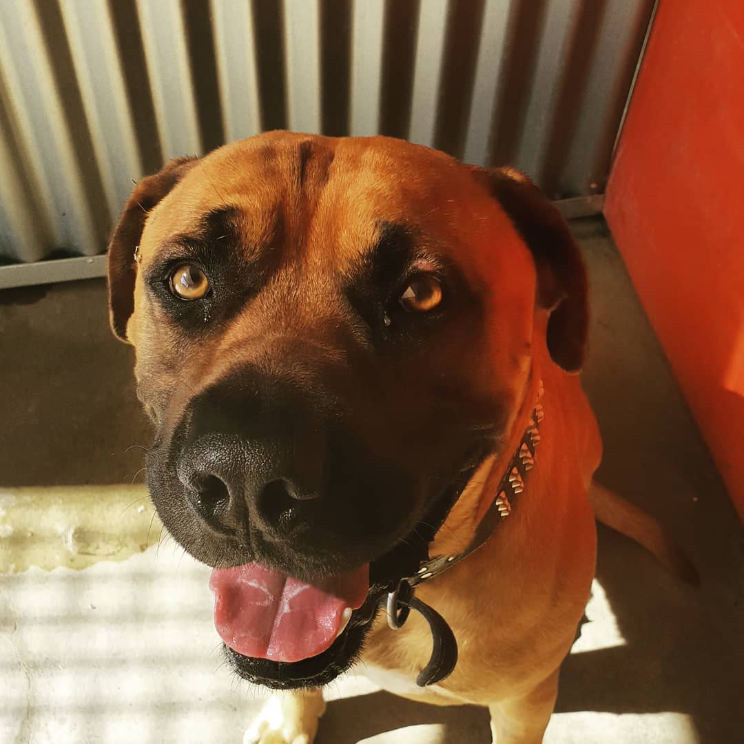 Bruce is one of current boarders, who is just a huge gentle giant.
He is so polite, will sit on command before being fed and will often shake paws.