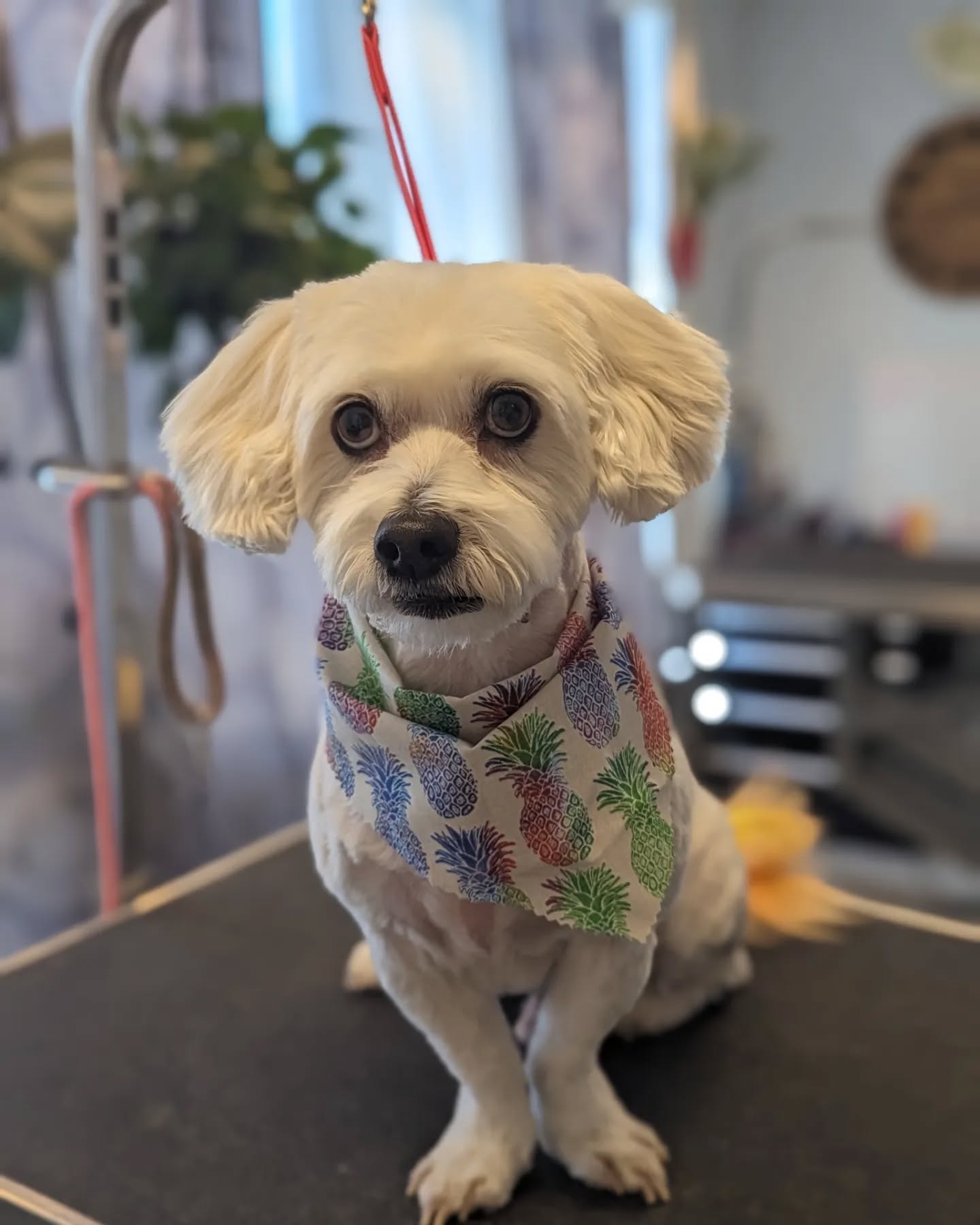 Have a great weekend - don't forget to enjoy the sunshine with your doggos! ๐พ๐
Ft. Aiden, @dixie.the.morkie_ , and Veda๐
#salttdogpetspa #downtownmenomoneefalls #groomingalldayeveryday #groomingbylexi #groomimgbyhannah #menomoneefallssmallbusiness #sunshine #dogsofinstagram #doggroomingofinstagram