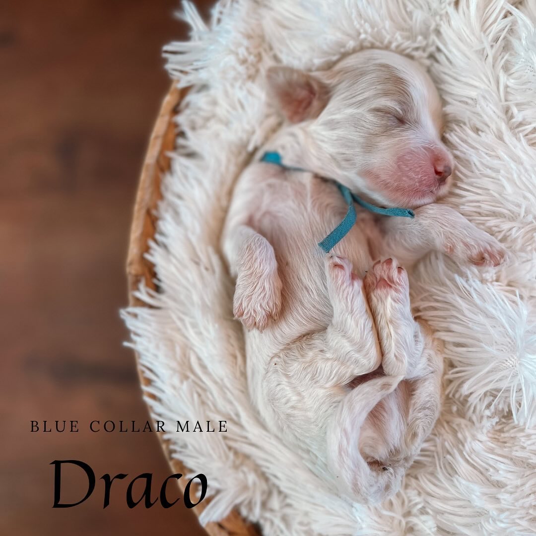 Introducing…
Our magical Harry Potter litter
In birth order:
Draco - Blue collar male
Lupin - Black collar male
Sirius - Tan collar male
Ron - Red collar male
Harry - Green collar male
Hermione - Pink collar female
Bellatrix - Purple collar female
Lily - Yellow collar female
Ginny - Teal collar female
Luna - White collar female
I wish time would slow down these sweet babies are growing too fast! All of their eyes and ears have opened over the past week. They are still spending most of their day sleeping and nursing. They are beginning to learn their little voices and sometimes startling themselves with their own bark.
We currently have a few remaining puppies available from this litter, ready to go home before Christmas. If interested comment below or send me a DM and I will send you an application..
.
.
.
.
#goldendoodlepuppies #minigoldendoodle #californiagoldendoodles #goldendoodles